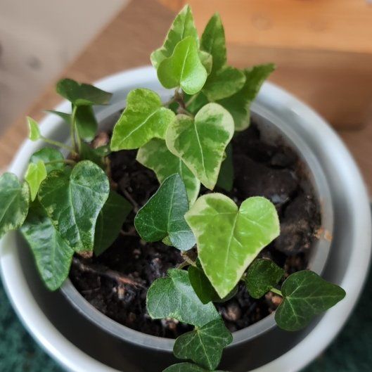 Photo of the plant species English Ivy 'White Wonder' by @GroundedBonsi32 named Hemingway on Greg, the plant care app