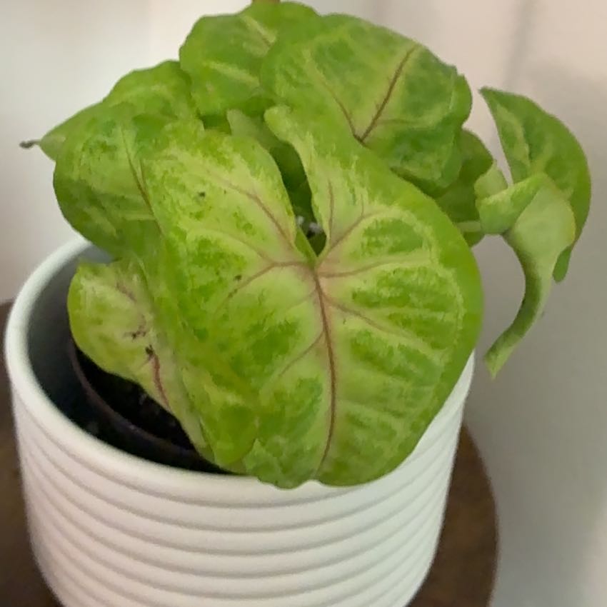 Photo of the plant species Syngonium 'Gold Allusion' by @SugarApple96 named Dolores on Greg, the plant care app