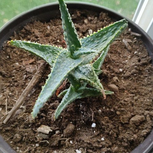 Photo of the plant species Aloe 'Purple People Eater' by @ZarfSnowrose4 named Sandra on Greg, the plant care app