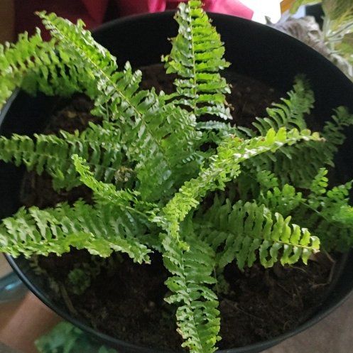 Photo of the plant species Fluffy Ruffles Fern by @ZarfSnowrose4 named Charon on Greg, the plant care app
