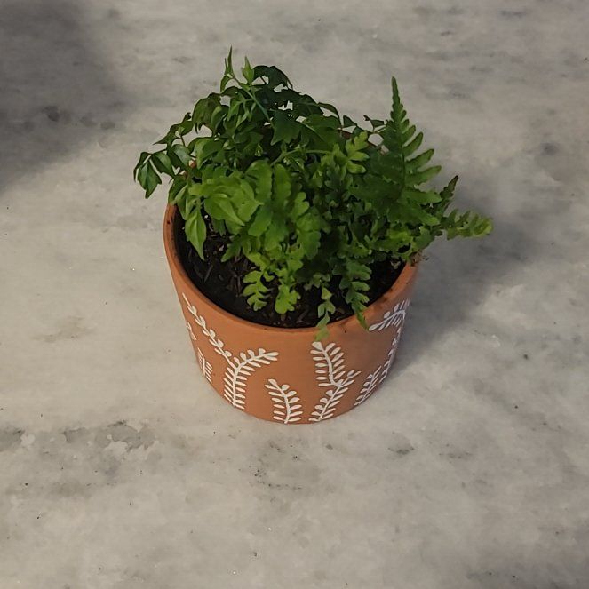 Photo of the plant species Northern Maidenhair Fern by @ZappyPegaropa95 named Willow on Greg, the plant care app
