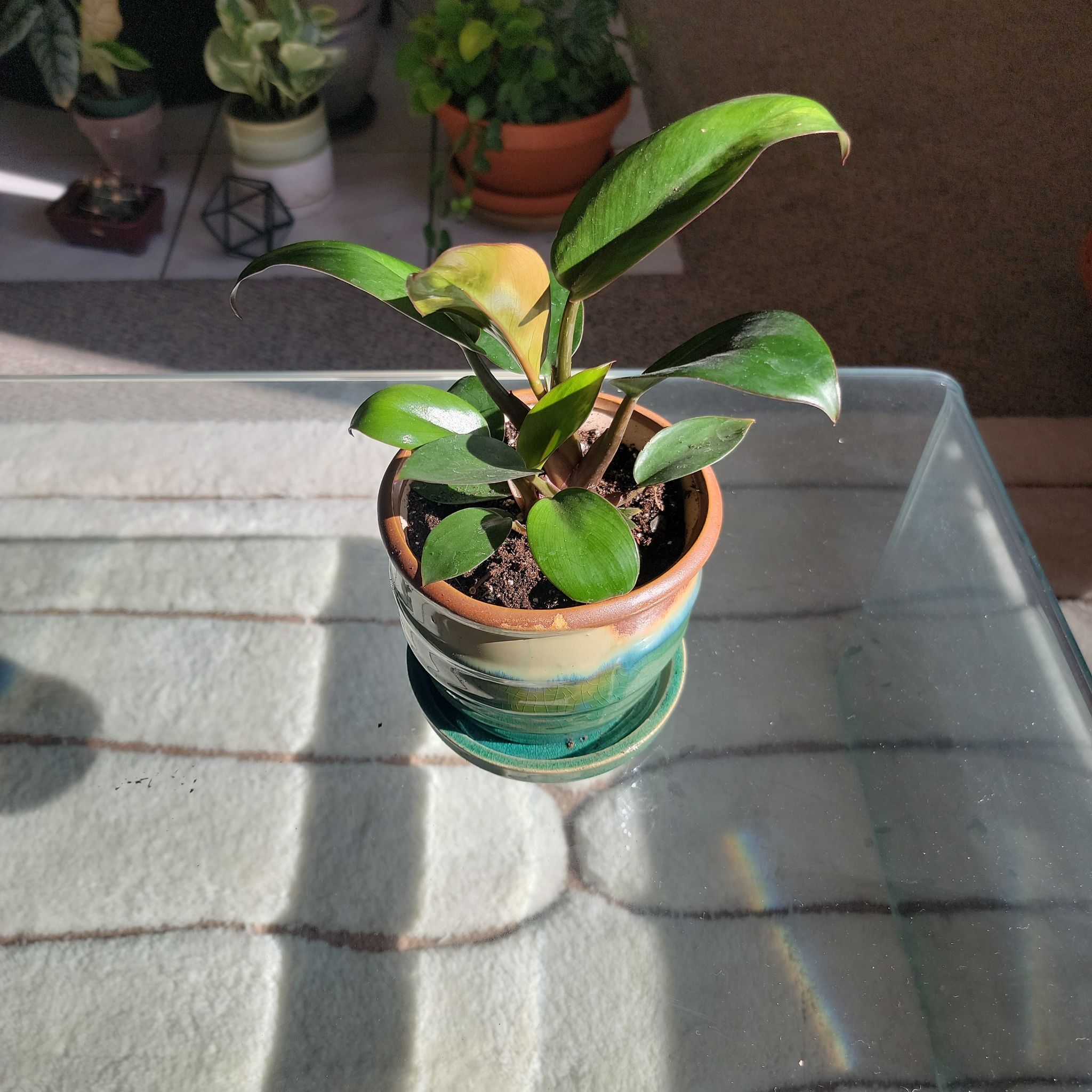 Photo of the plant species Philodendron 'Congo' by @ZappyPegaropa95 named Emerson on Greg, the plant care app