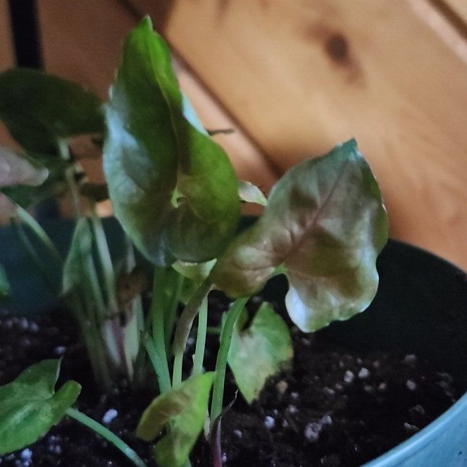 Photo of the plant species Pink Allusion by @TryRosilla71 named Sigmund on Greg, the plant care app