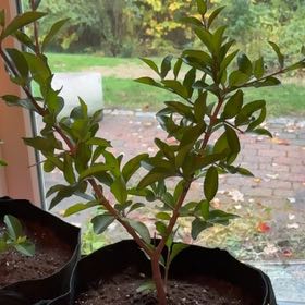 Photo of the plant species Dwarf Cherry Tree by @HeatherU named Navajo on Greg, the plant care app