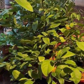 Photo of the plant species Minneola Tangelo by @HeatherU named Walt on Greg, the plant care app