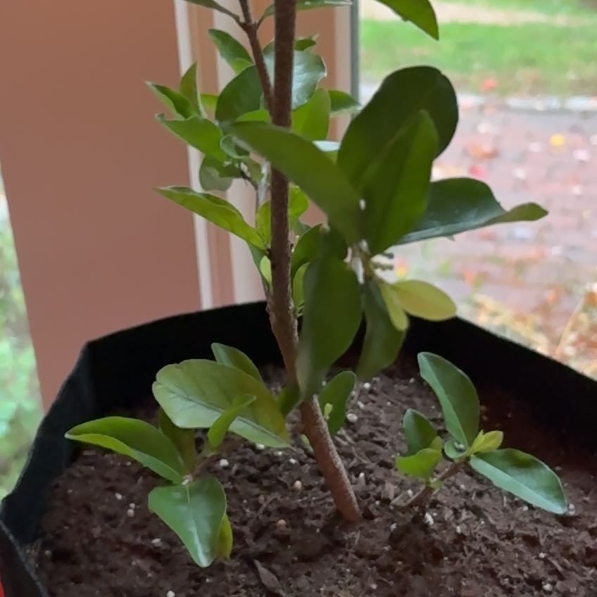Photo of the plant species Dwarf Cherry Tree by @HeatherU named Spike Leaves on Greg, the plant care app