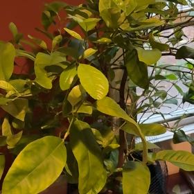 Photo of the plant species Nules Clementine by @HeatherU named Huckleberry Fern on Greg, the plant care app