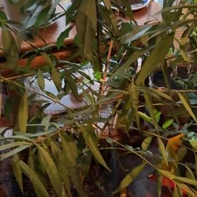 Photo of the plant species Elberta Peach by @HeatherU named Michelle Branch on Greg, the plant care app