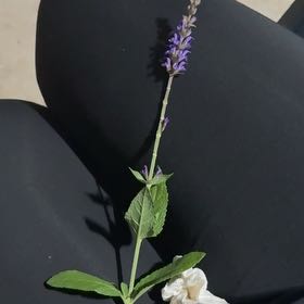 Photo of the plant species Anise-Hyssop by @JazzyKanono20 named Prince on Greg, the plant care app