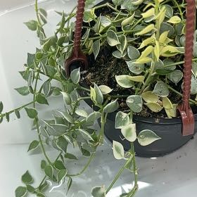 Photo of the plant species String Of Arrows by @NobleBoneset24 named Diana on Greg, the plant care app