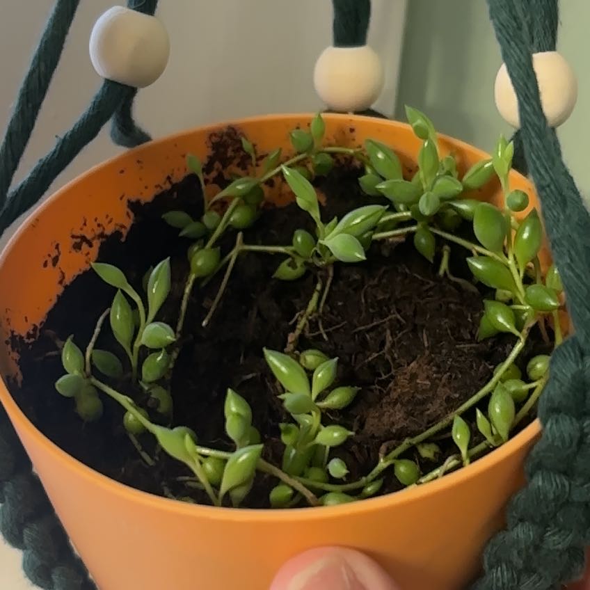 Photo of the plant species String of Tears by @NobleBoneset24 named Mona on Greg, the plant care app