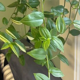 Photo of the plant species Tradescantia fluminensis 'White Stripes' by @NobleBoneset24 named Shima on Greg, the plant care app