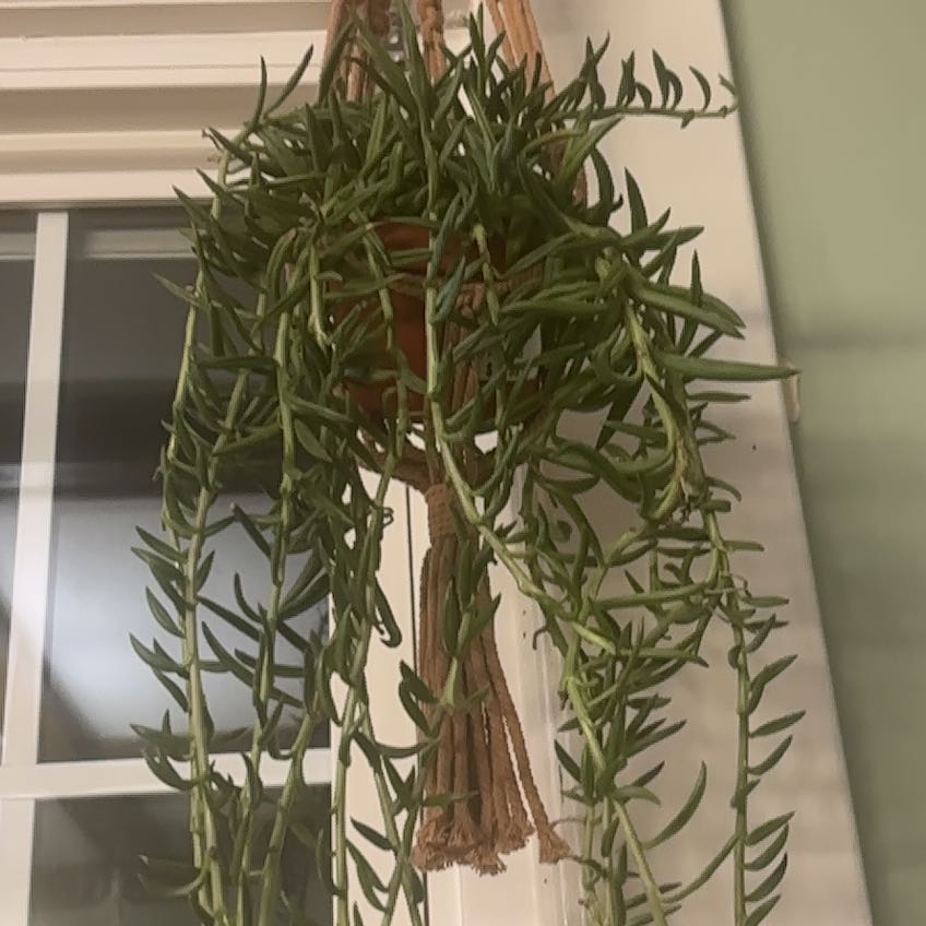 Photo of the plant species String of Fish Hooks by @NobleBoneset24 named Kio on Greg, the plant care app