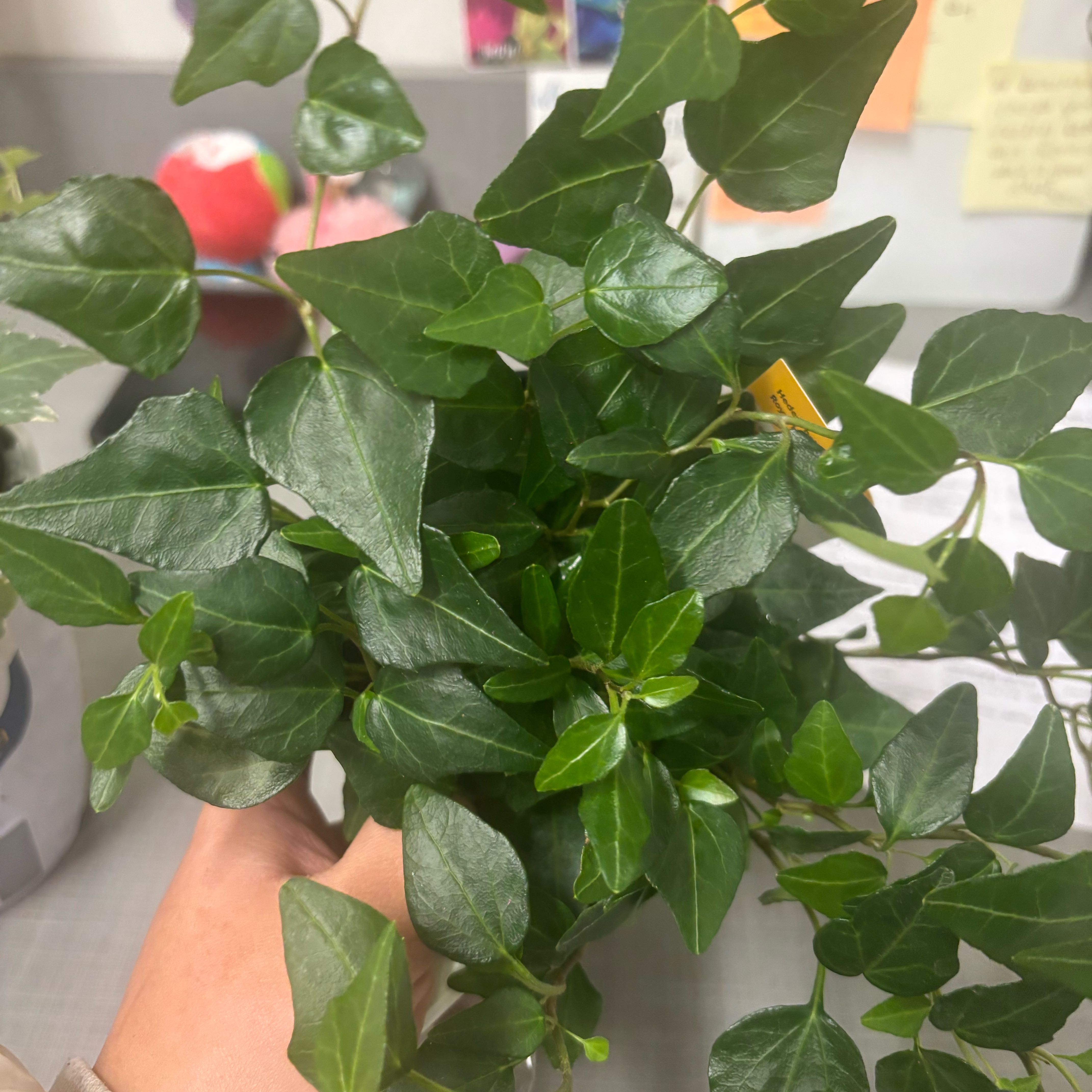 Photo of the plant species Royal Hustler Ivy by @NobleBoneset24 named Kylie on Greg, the plant care app