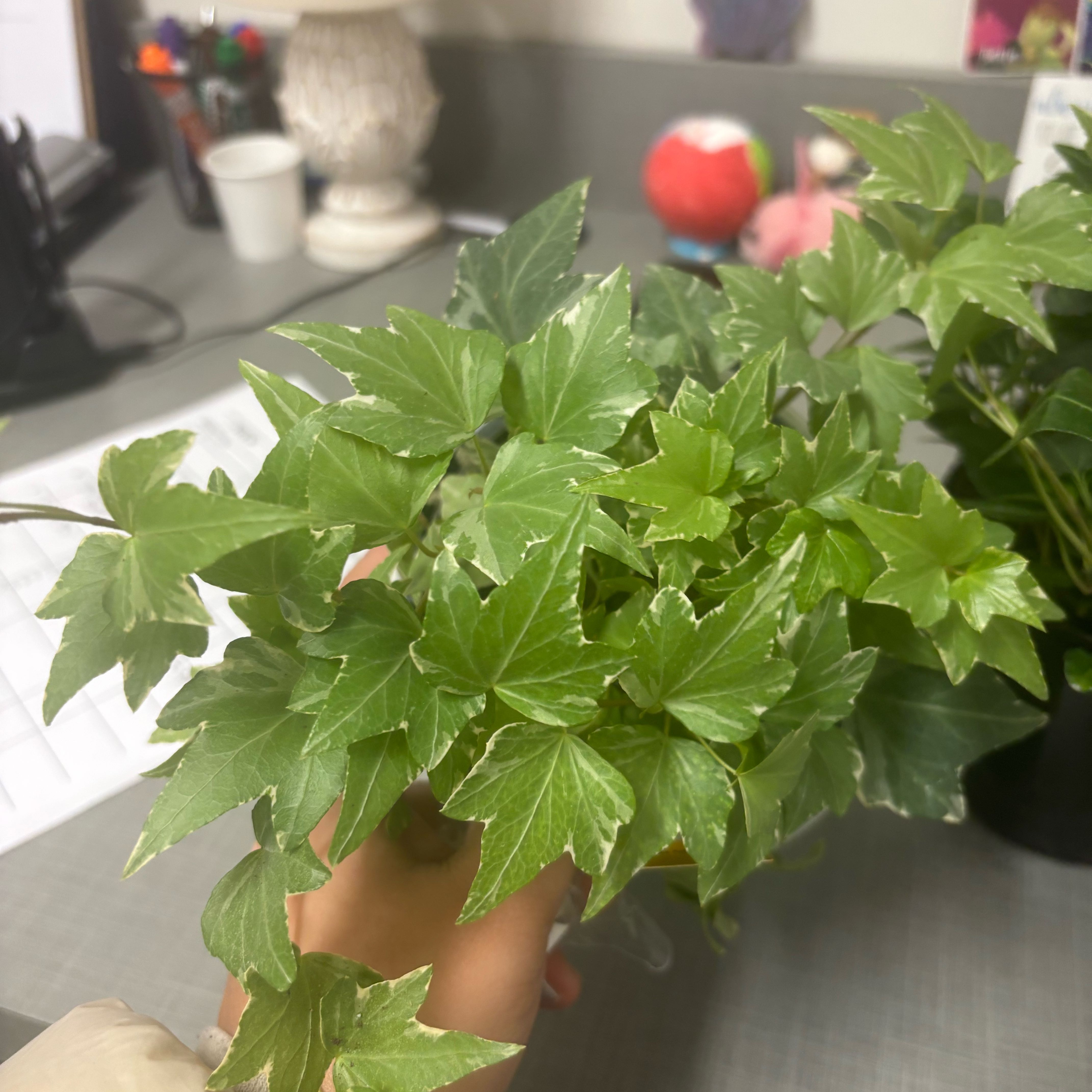 Photo of the plant species English Ivy 'Mathilde' by @NobleBoneset24 named Sabrina on Greg, the plant care app