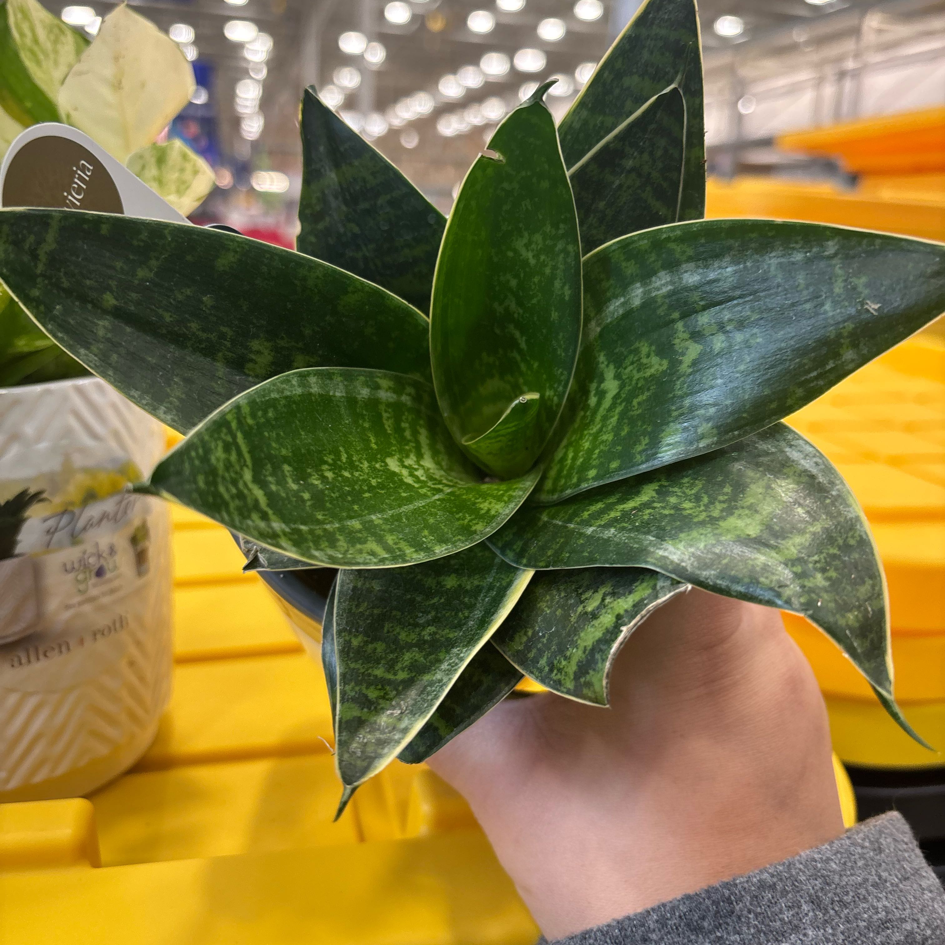 Photo of the plant species Sansevieria Night Owl by @NobleBoneset24 named Hedwig on Greg, the plant care app