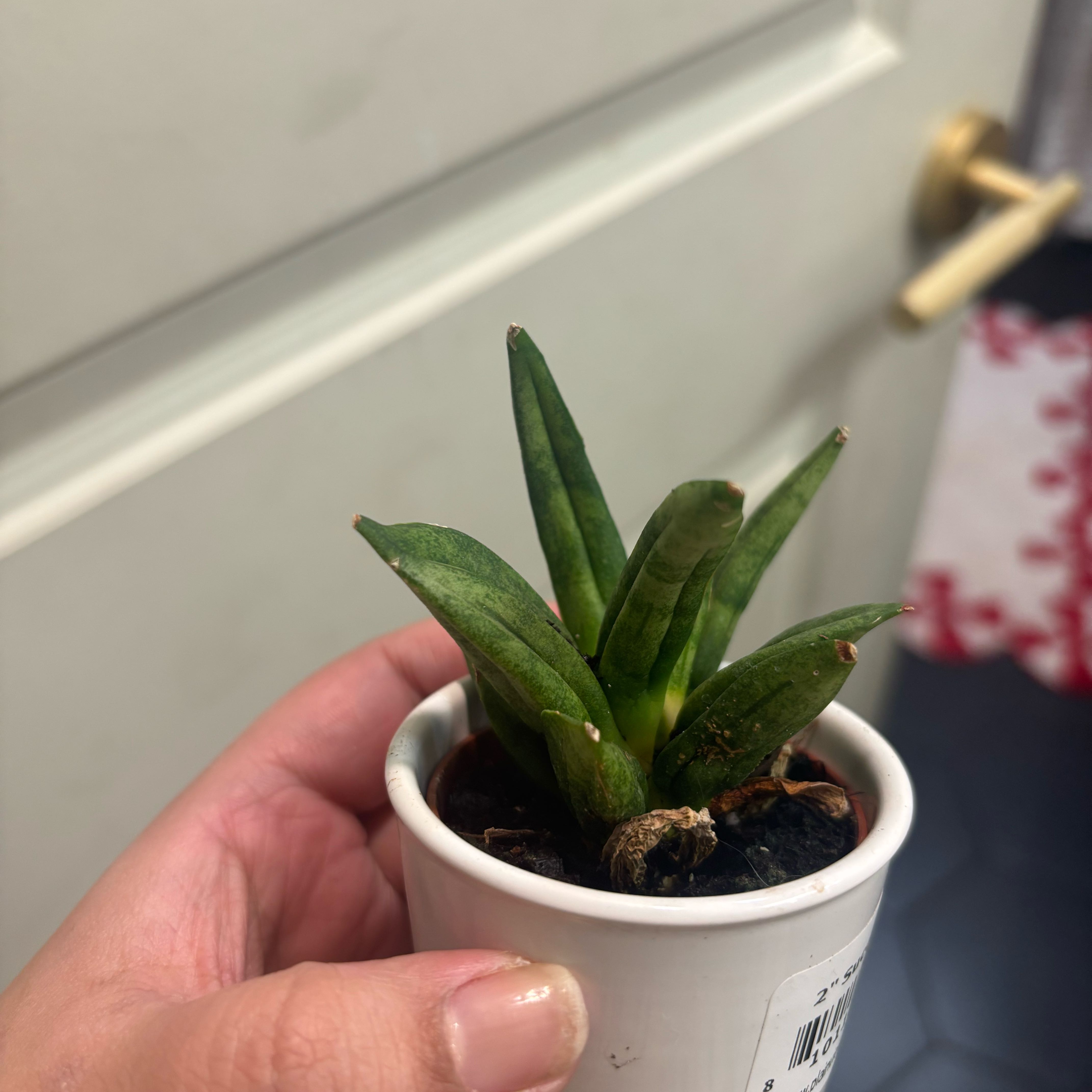 Photo of the plant species Kenya Hyacinth by @NobleBoneset24 named Kenny on Greg, the plant care app