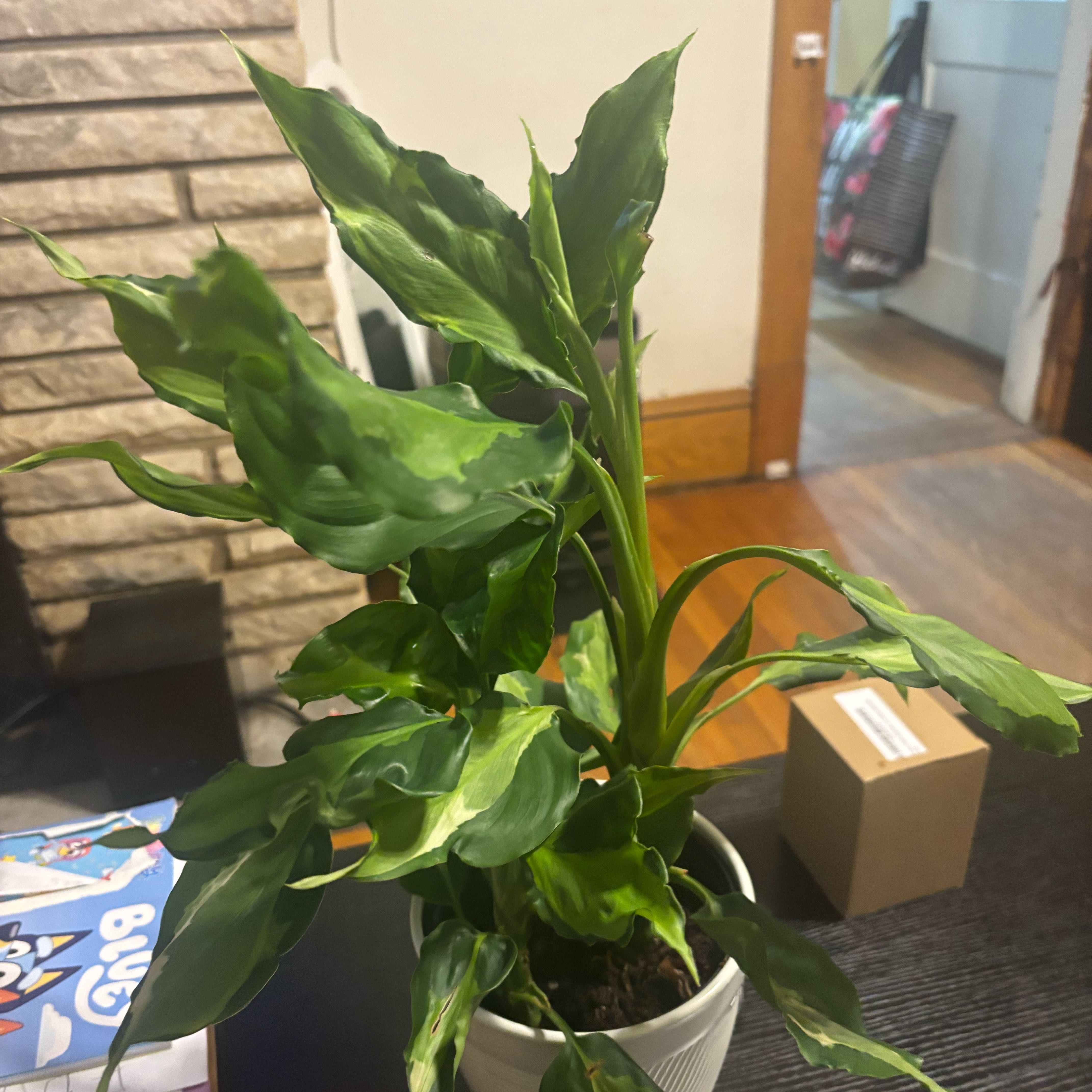 Photo of the plant species Aglaonema spathonema by @NobleBoneset24 named Spades on Greg, the plant care app