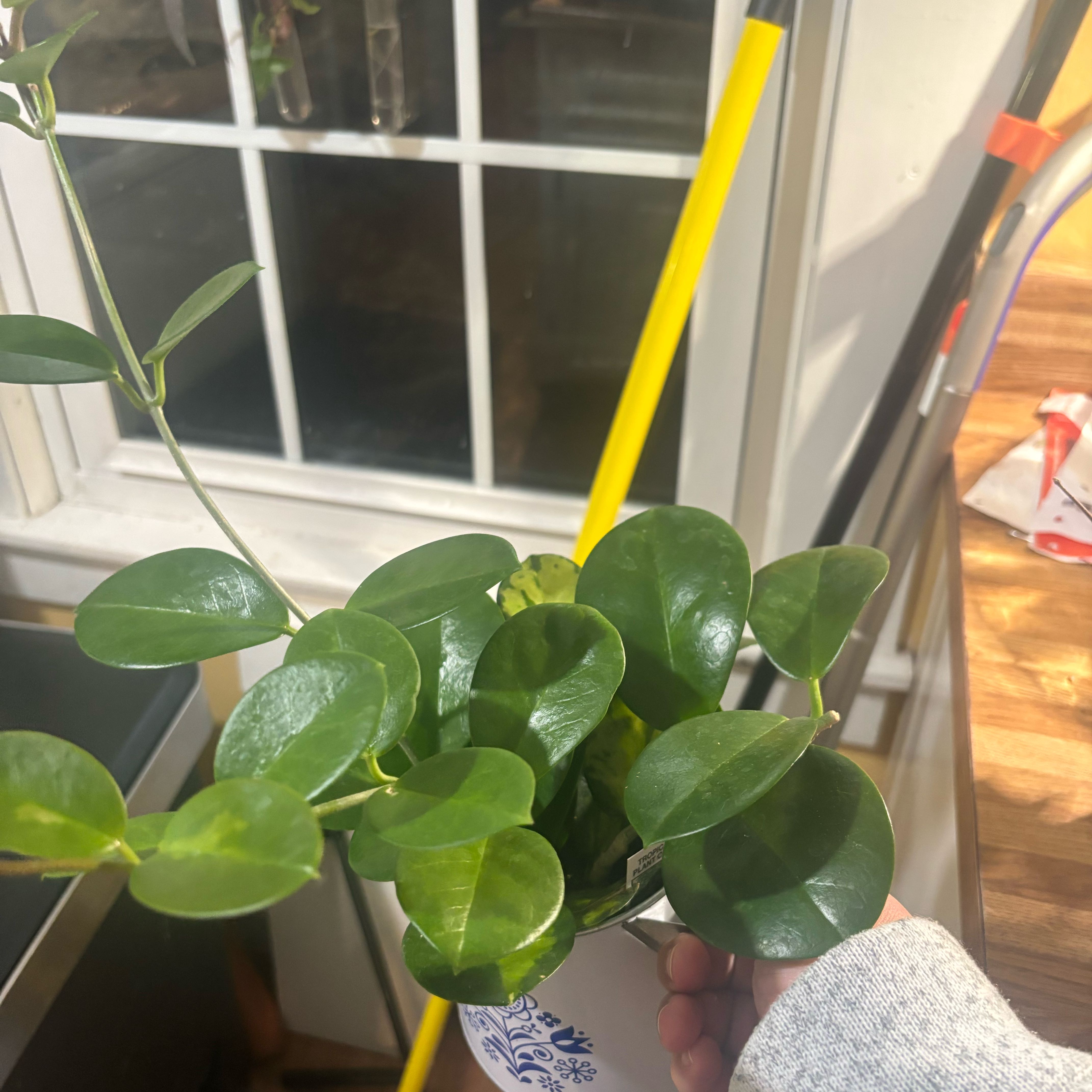 Photo of the plant species Splash Hoya Obovata by @NobleBoneset24 named Obi on Greg, the plant care app