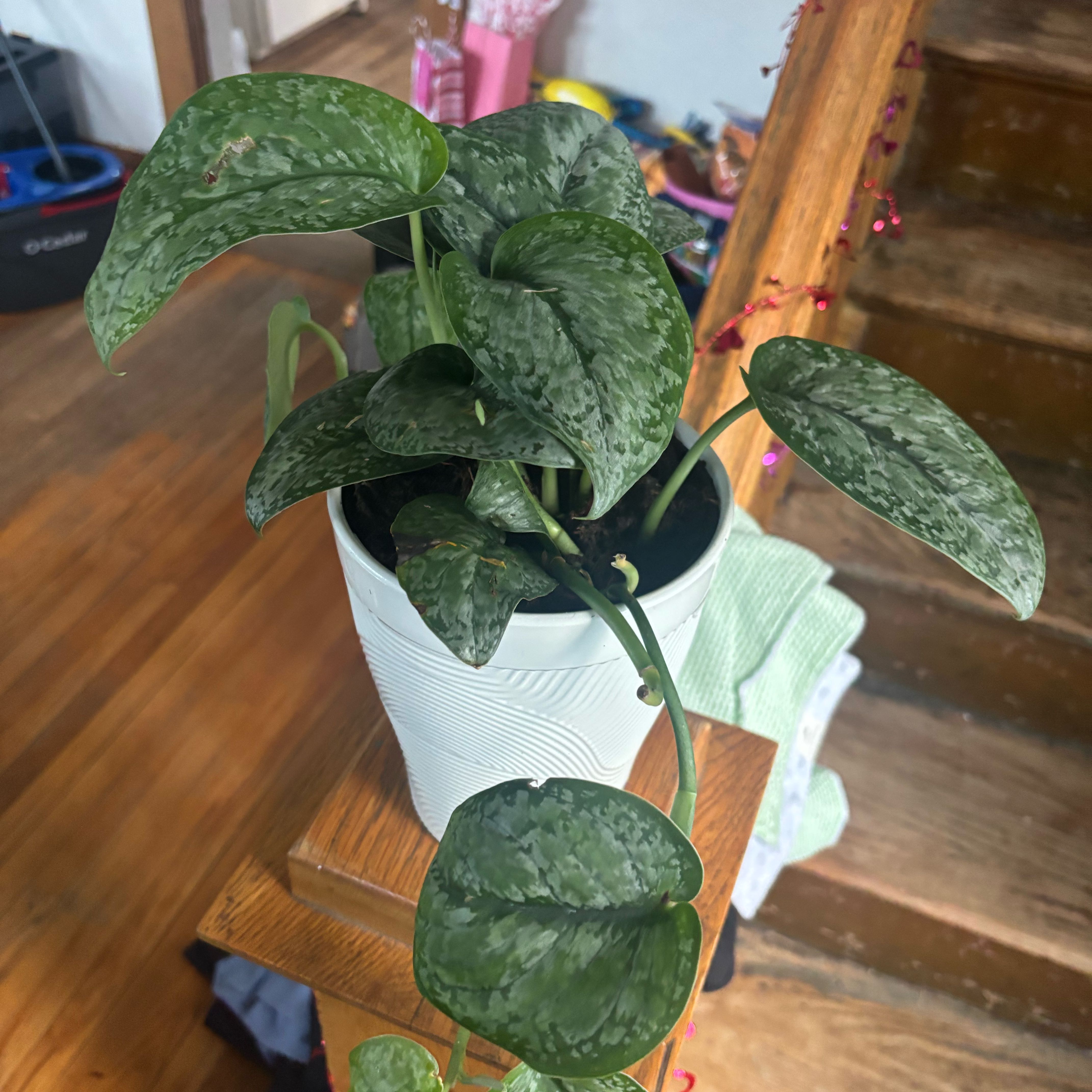 Photo of the plant species Scindapsus 'Mount Salak' by @NobleBoneset24 named Maya on Greg, the plant care app