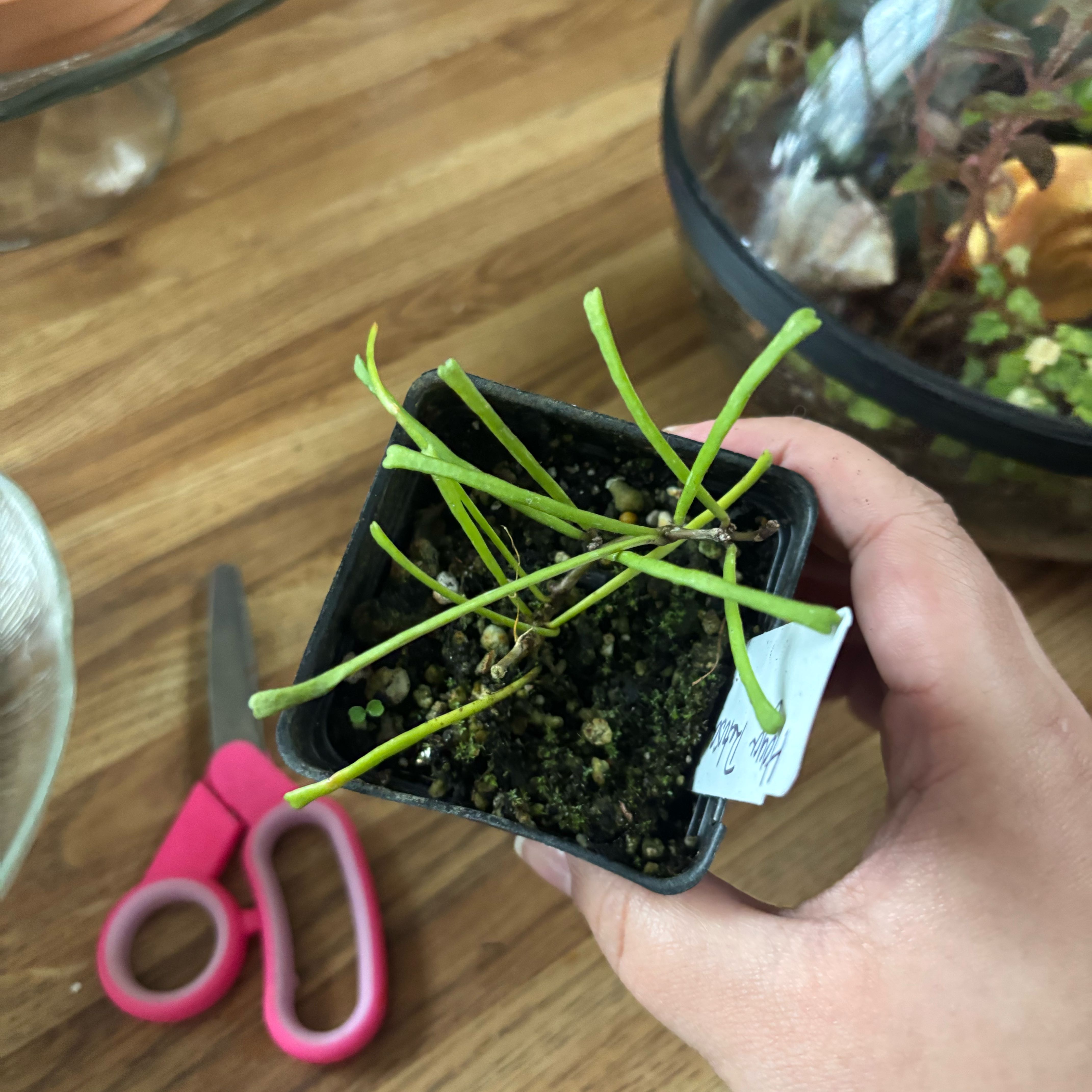 Photo of the plant species Hoya reticulata by @NobleBoneset24 named Rita on Greg, the plant care app