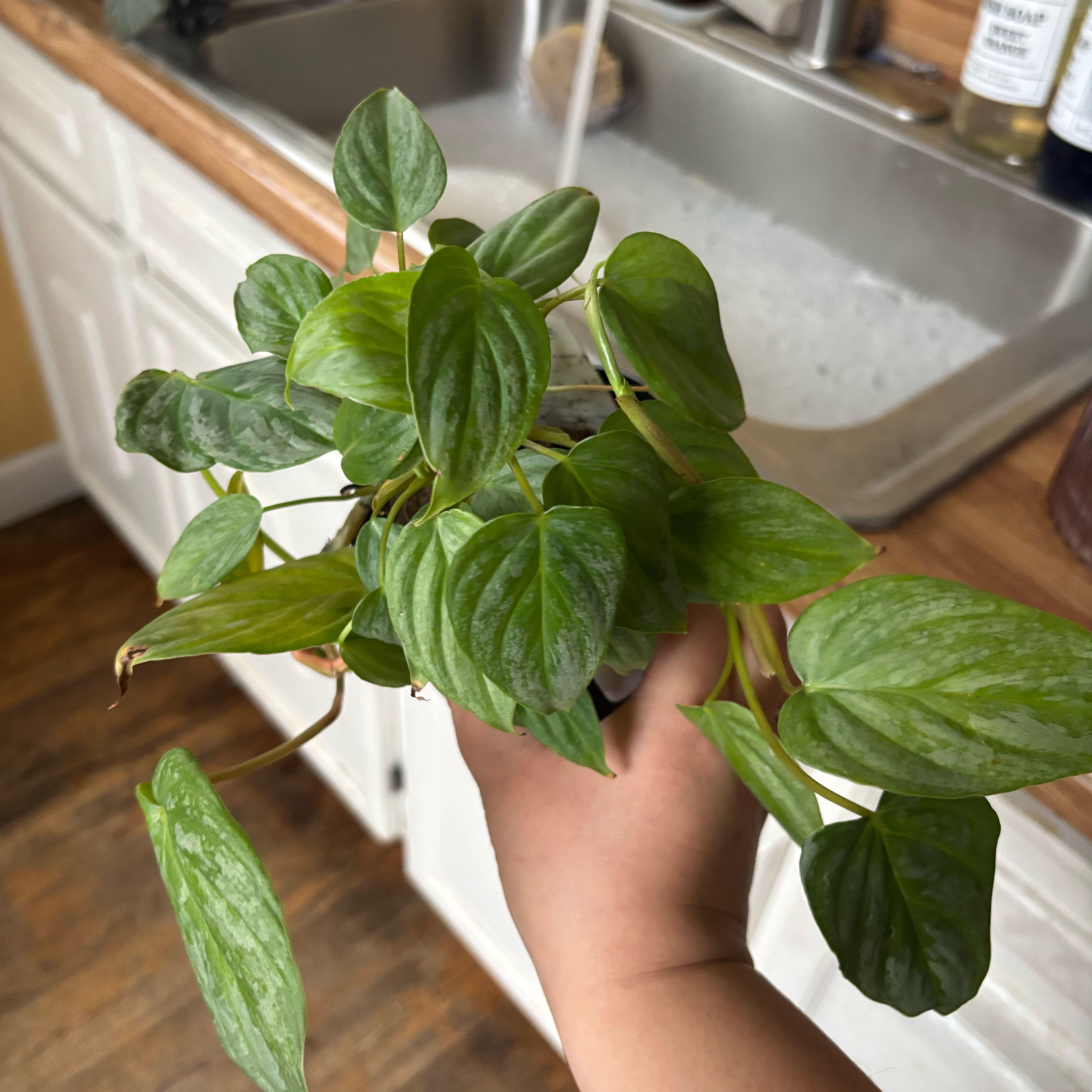 Photo of the plant species Philodendron 'Majestic' by @NobleBoneset24 named Walt on Greg, the plant care app