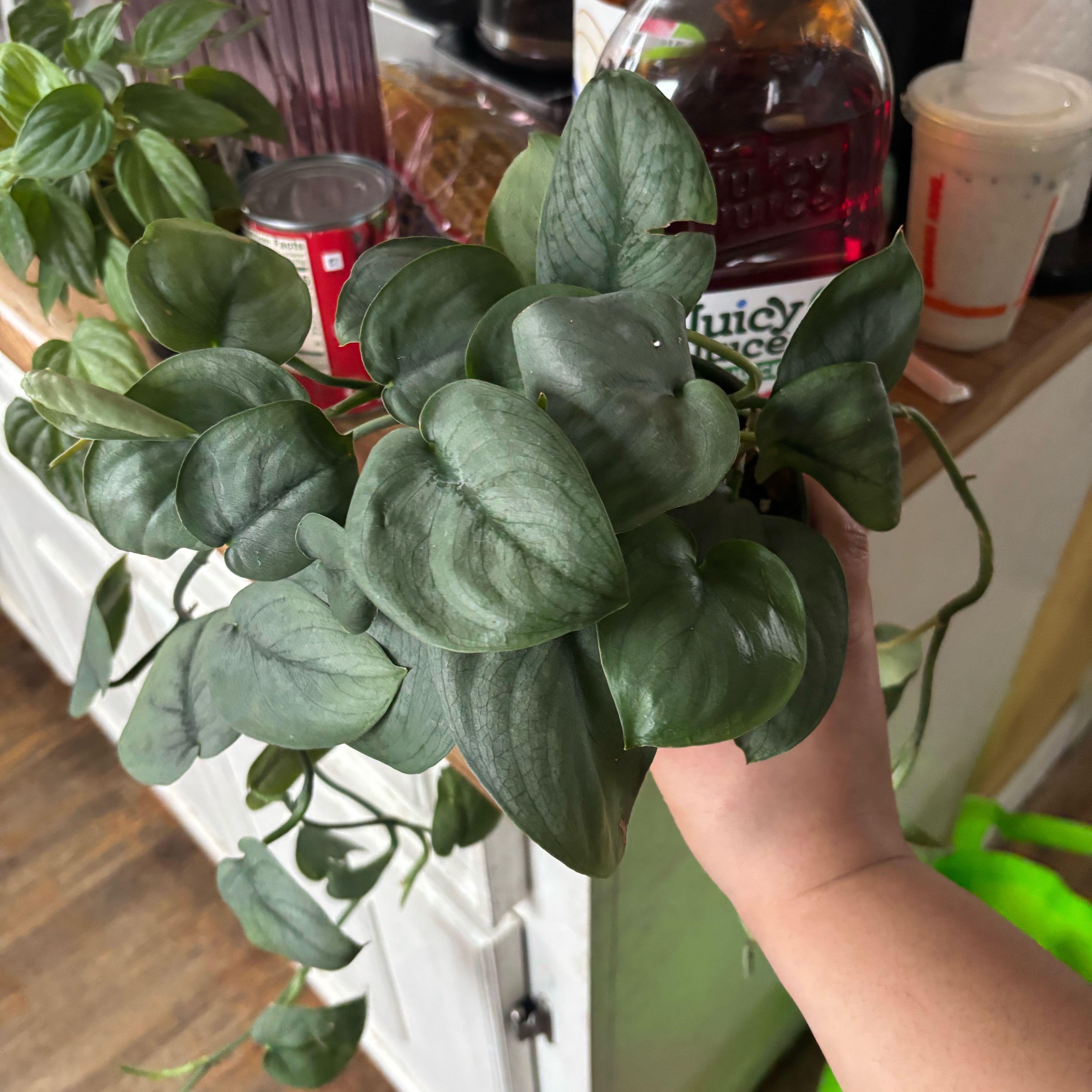 Photo of the plant species Scindapsus pictus 'Silver Hero' by @NobleBoneset24 named Demi on Greg, the plant care app