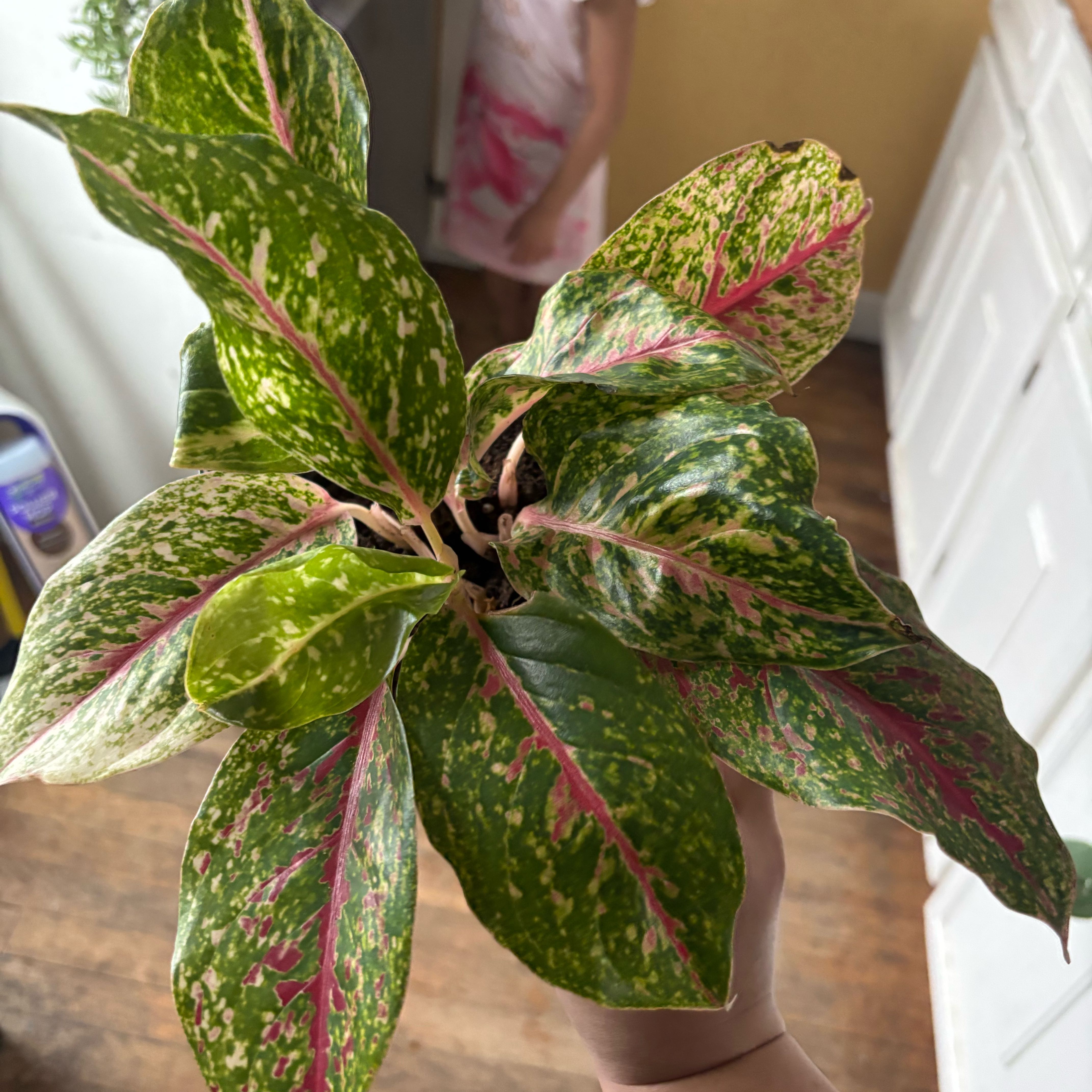 Photo of the plant species Aglaonema 'Night Sparkle' by @NobleBoneset24 named Nyx on Greg, the plant care app