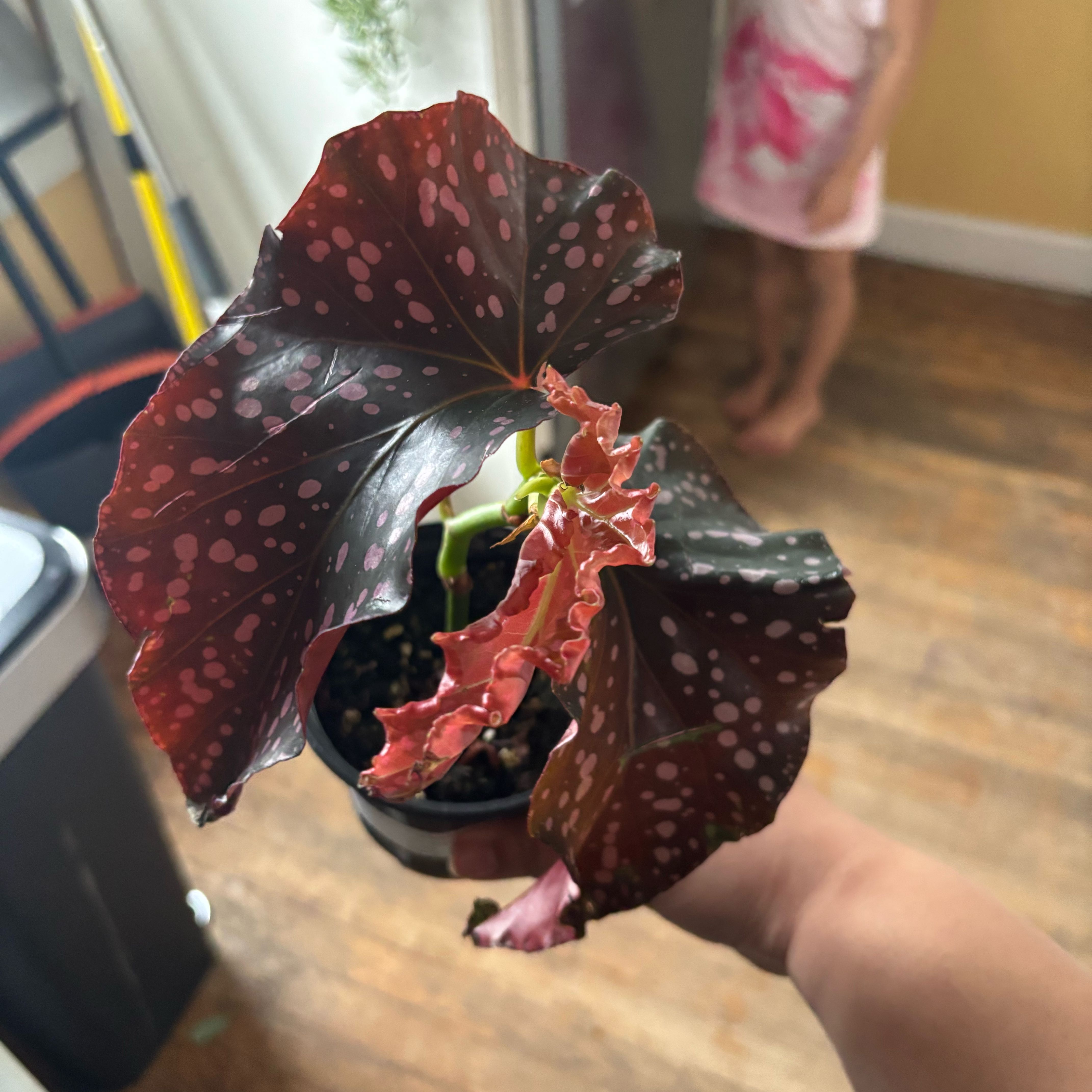 Photo of the plant species Begonia Cracklin Rosie by @NobleBoneset24 named Dottie on Greg, the plant care app
