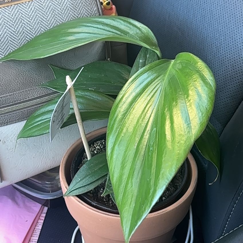 Photo of the plant species Philodendron Dragon Tail by @NobleBoneset24 named Haku on Greg, the plant care app