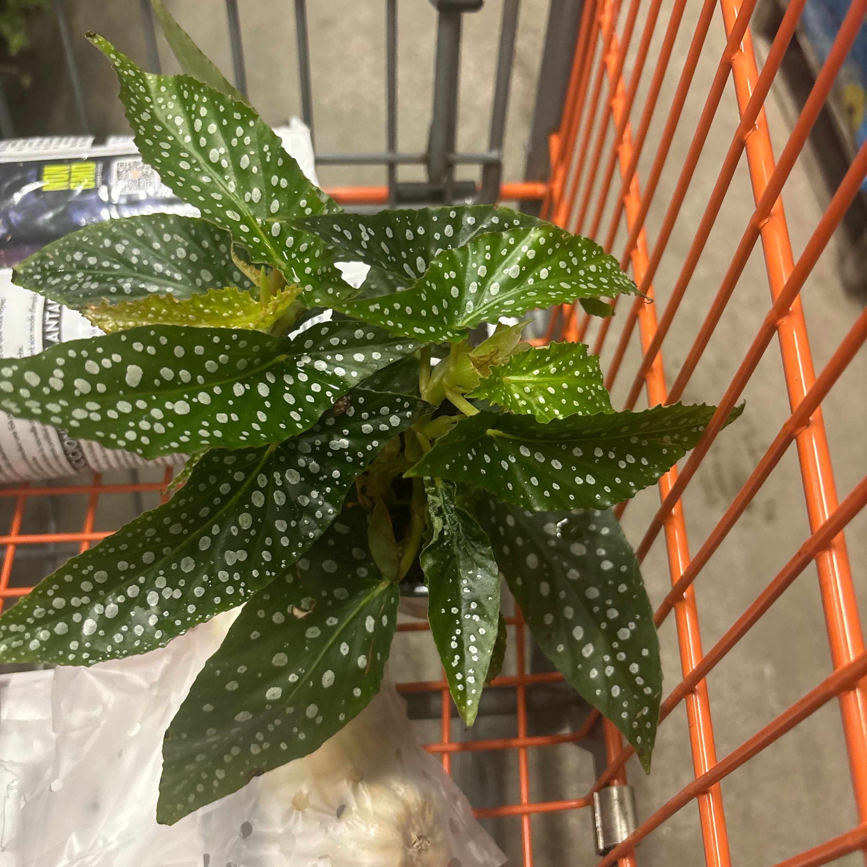 Photo of the plant species Begonia Medora by @NobleBoneset24 named Angel on Greg, the plant care app