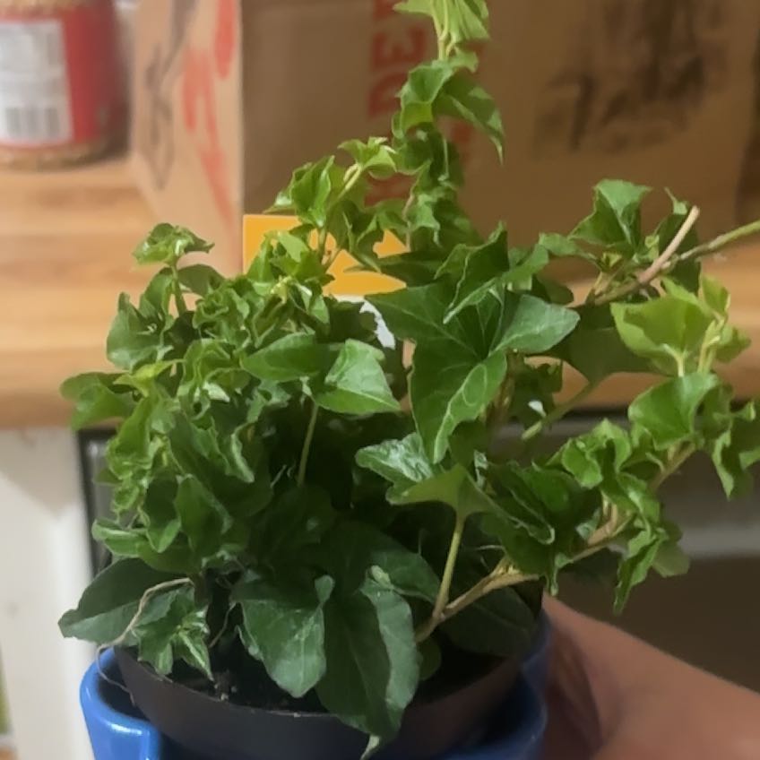 Photo of the plant species Curly Locks Ivy by @NobleBoneset24 named Deva on Greg, the plant care app