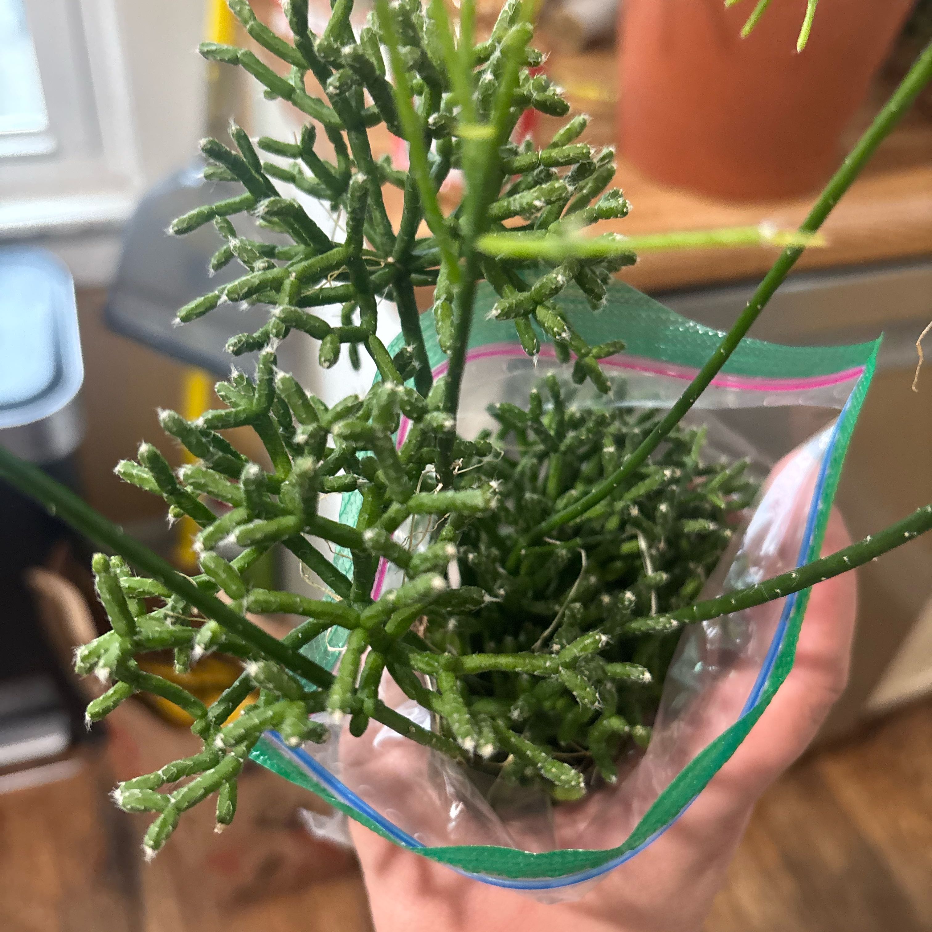 Photo of the plant species Coral Cactus by @NobleBoneset24 named Coral on Greg, the plant care app