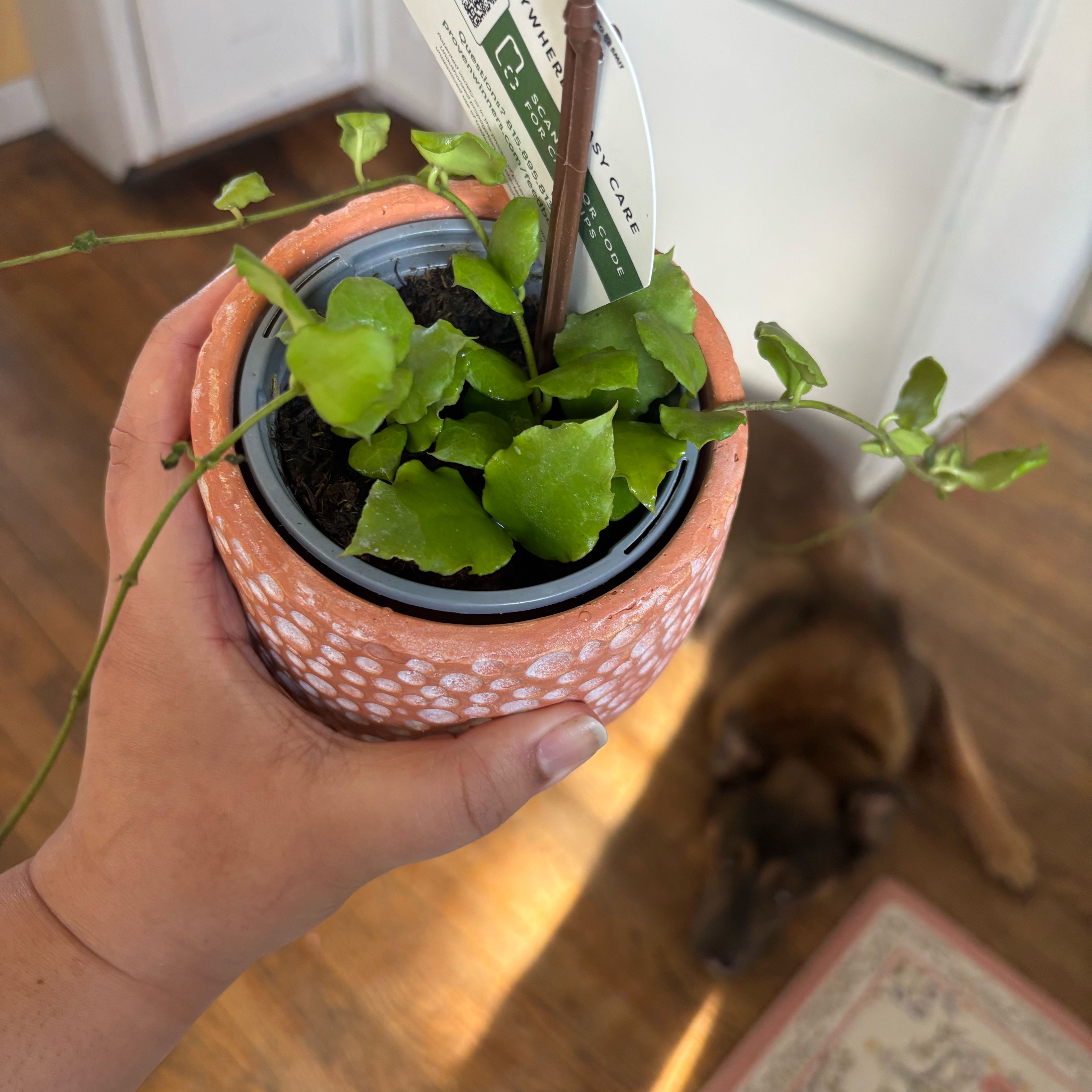 Photo of the plant species Hoya endauensis by @NobleBoneset24 named Enzo on Greg, the plant care app