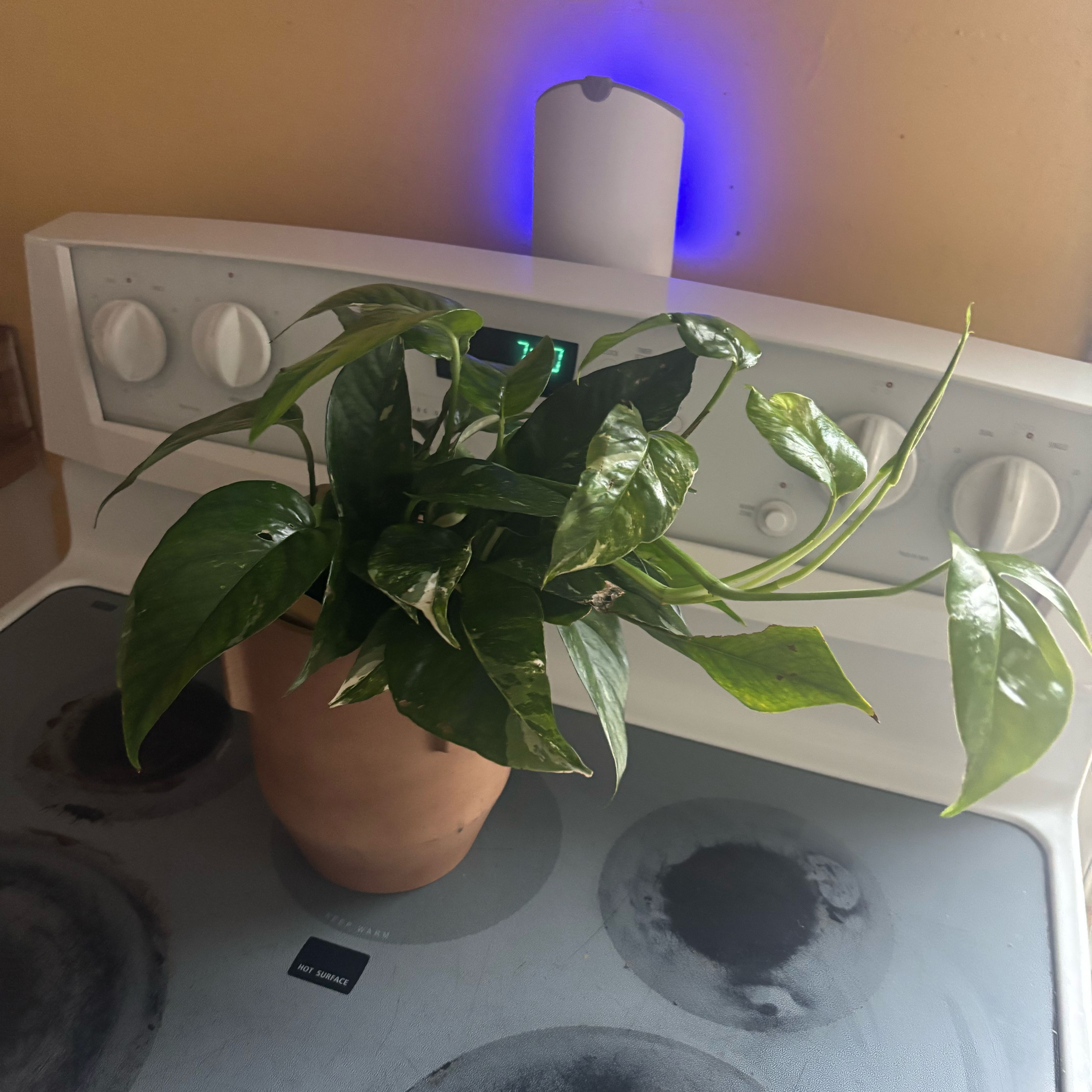 Photo of the plant species Pothos Albo by @NobleBoneset24 named Alma on Greg, the plant care app