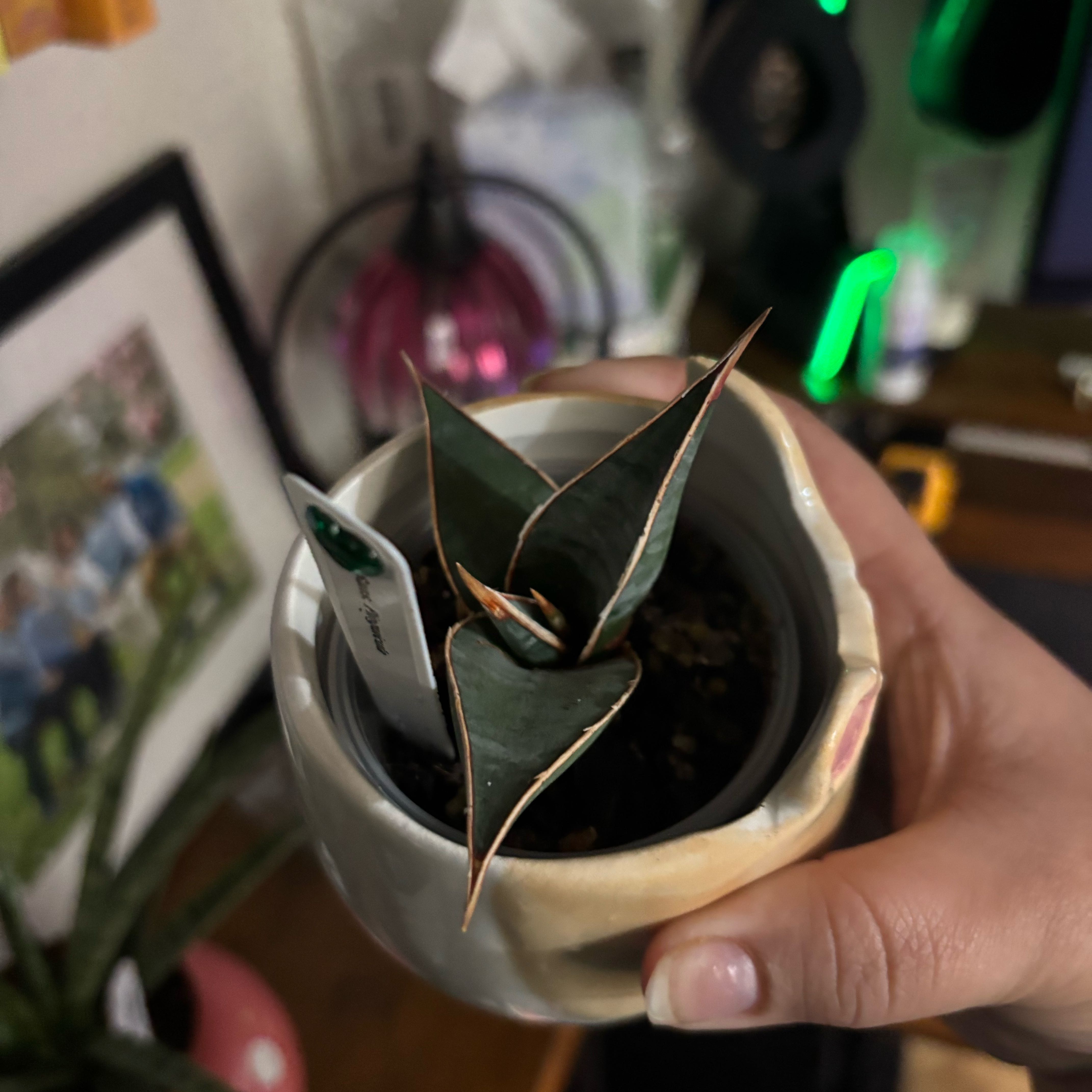 Photo of the plant species Walking Snake Plant by @NobleBoneset24 named Gump on Greg, the plant care app