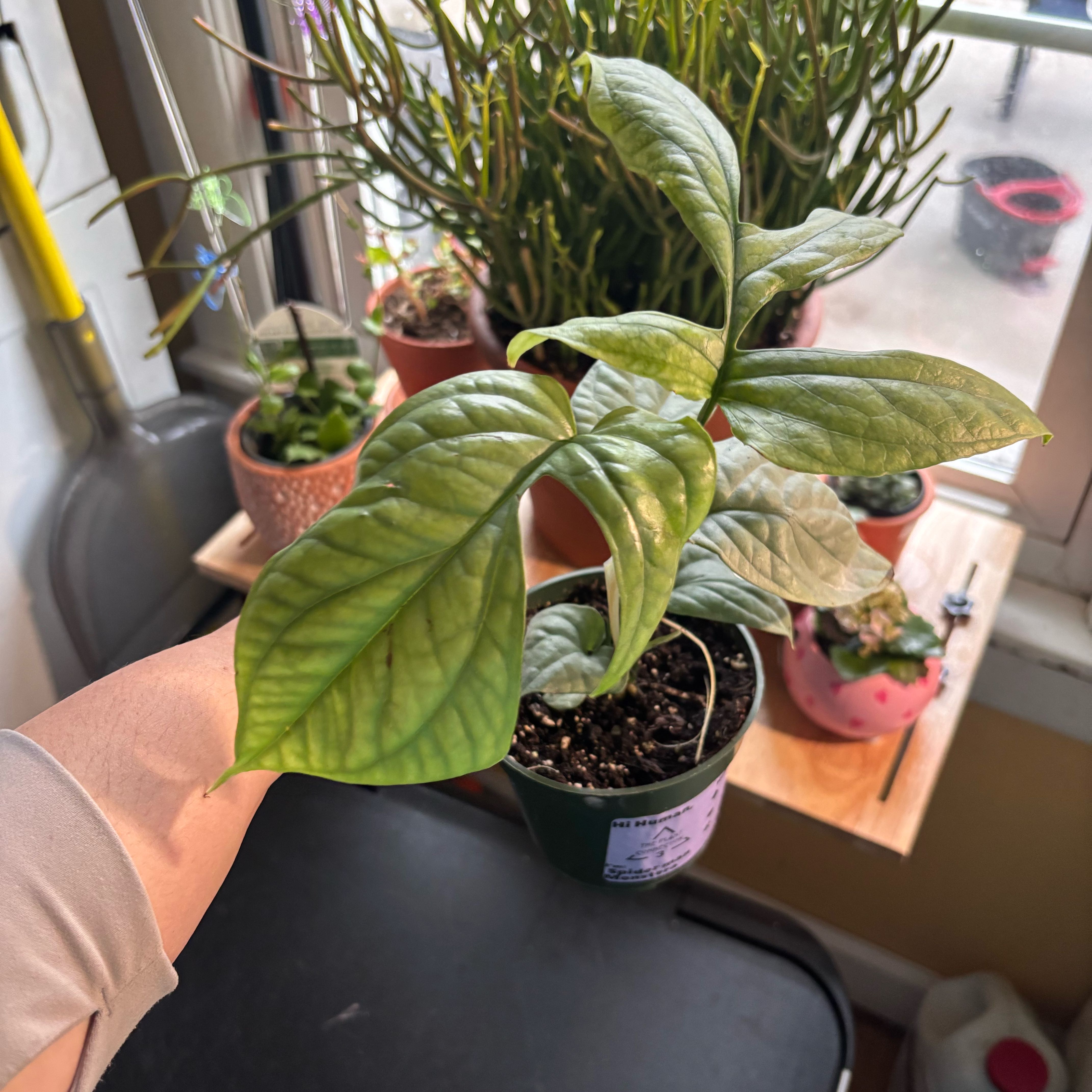 Photo of the plant species Amydrium 'Spider Man' by @NobleBoneset24 named Parker on Greg, the plant care app