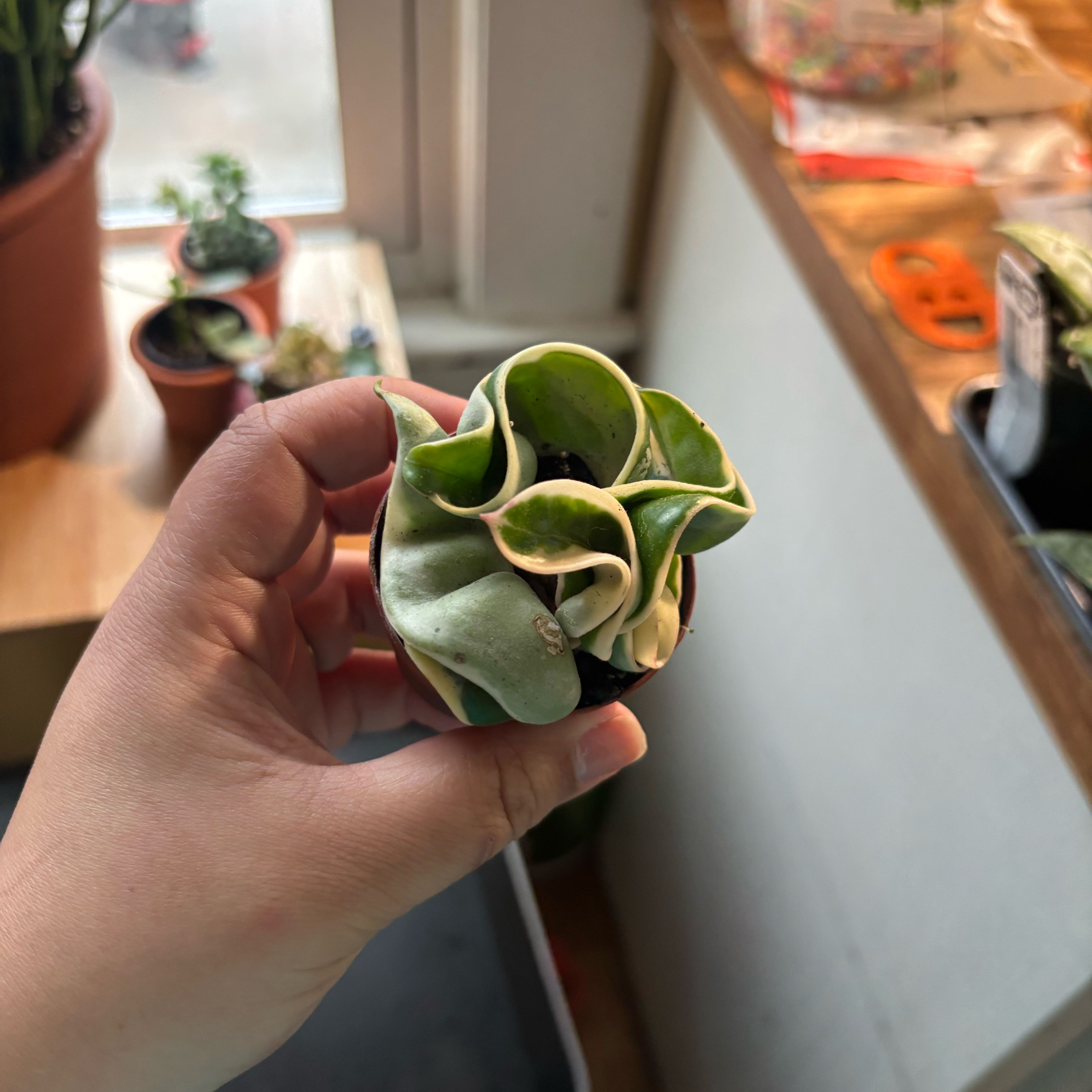 Photo of the plant species Variegated Hoya carnosa 'Compacta' by @NobleBoneset24 named Knox on Greg, the plant care app