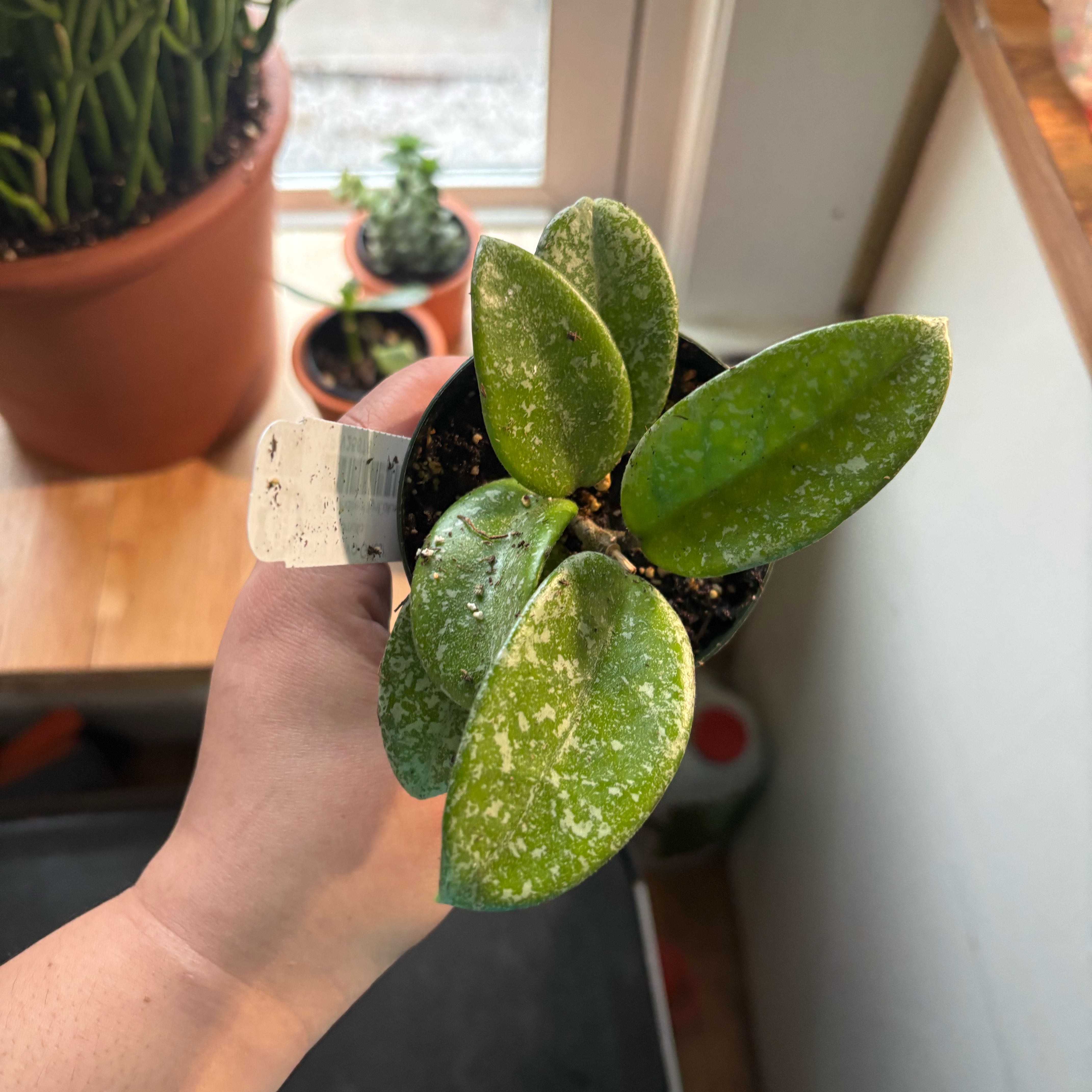 Photo of the plant species Hoya nova by @NobleBoneset24 named Zeus on Greg, the plant care app