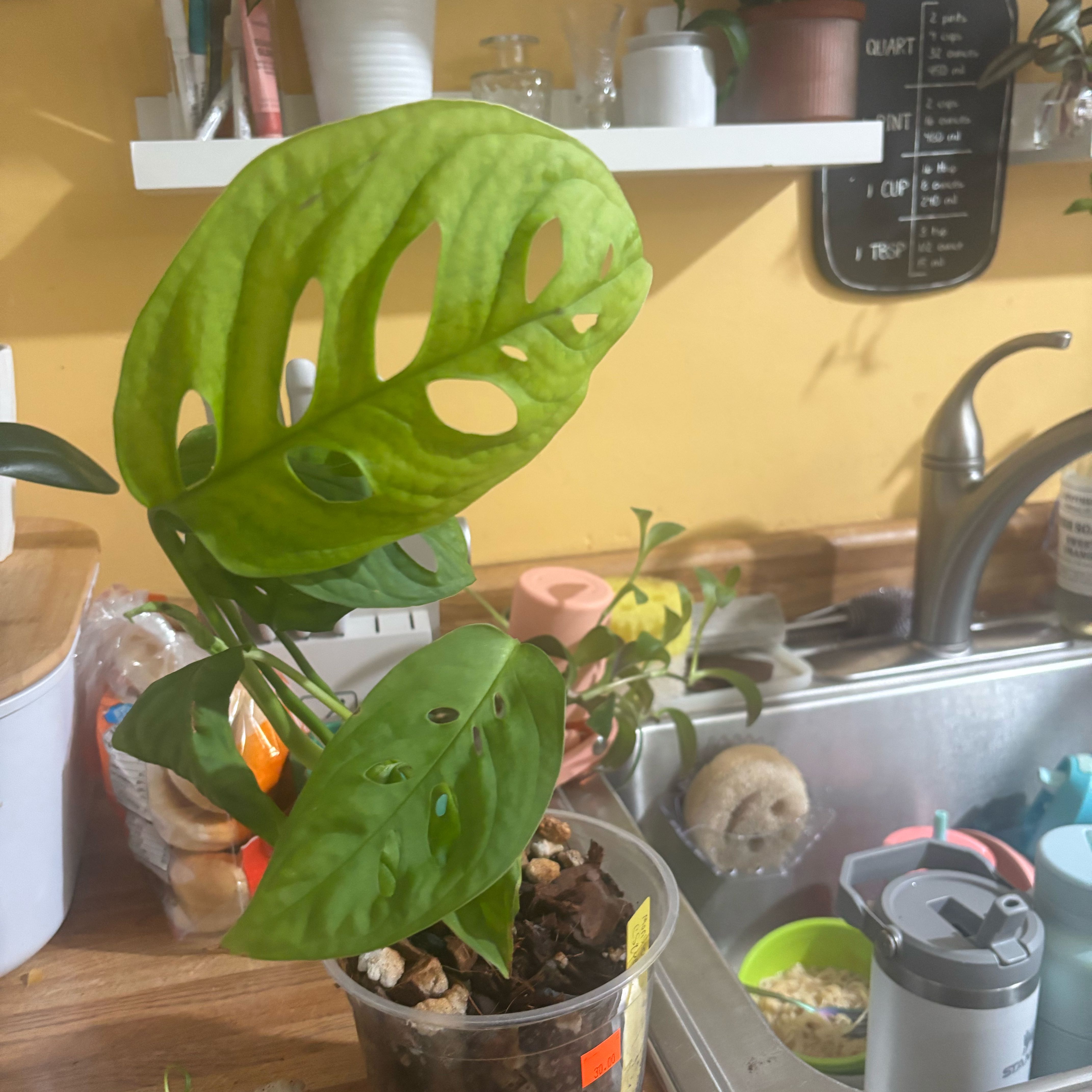 Photo of the plant species Monstera esqueleto by @NobleBoneset24 named Lenny on Greg, the plant care app