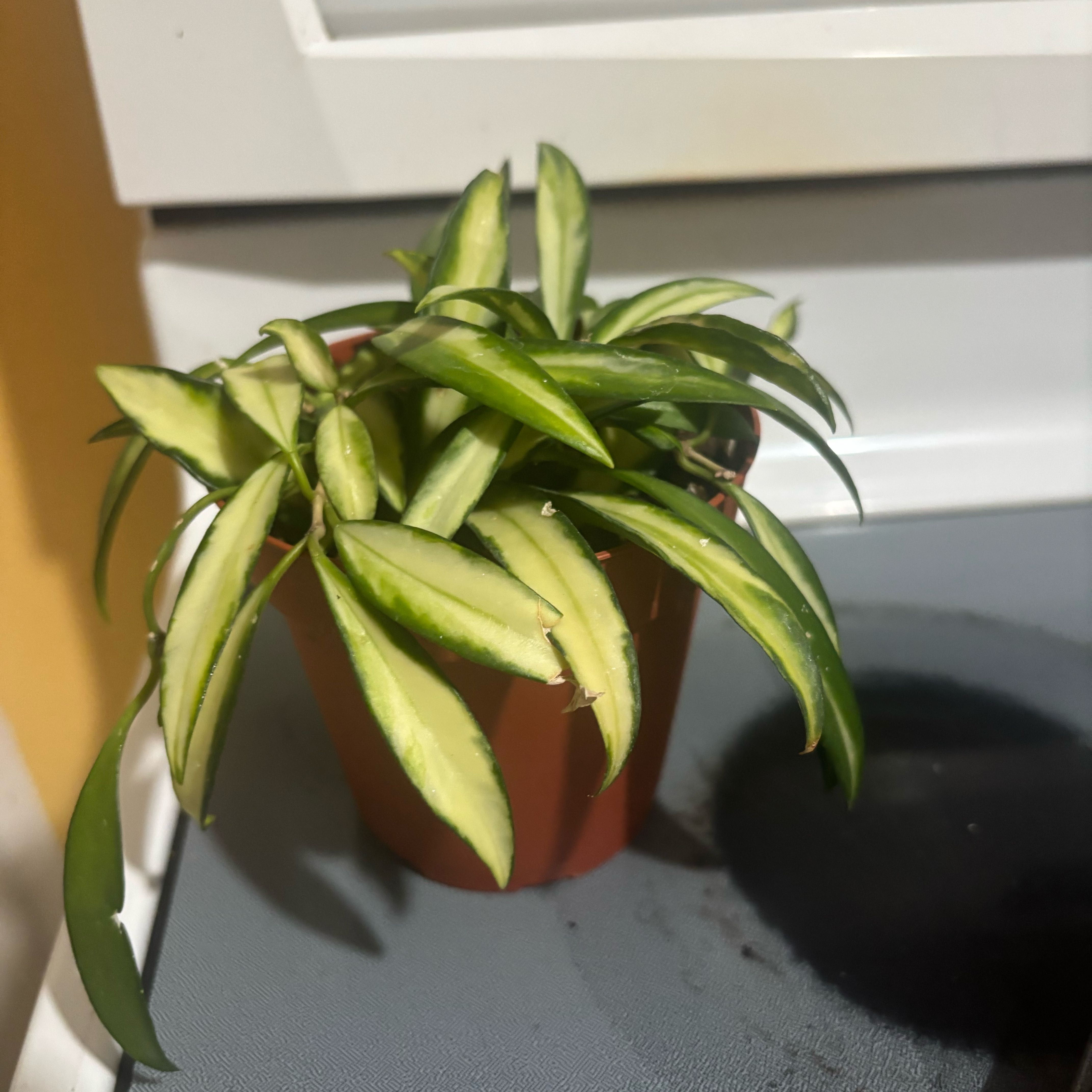 Photo of the plant species variegated hoya wayetii by @NobleBoneset24 named Wyatt on Greg, the plant care app