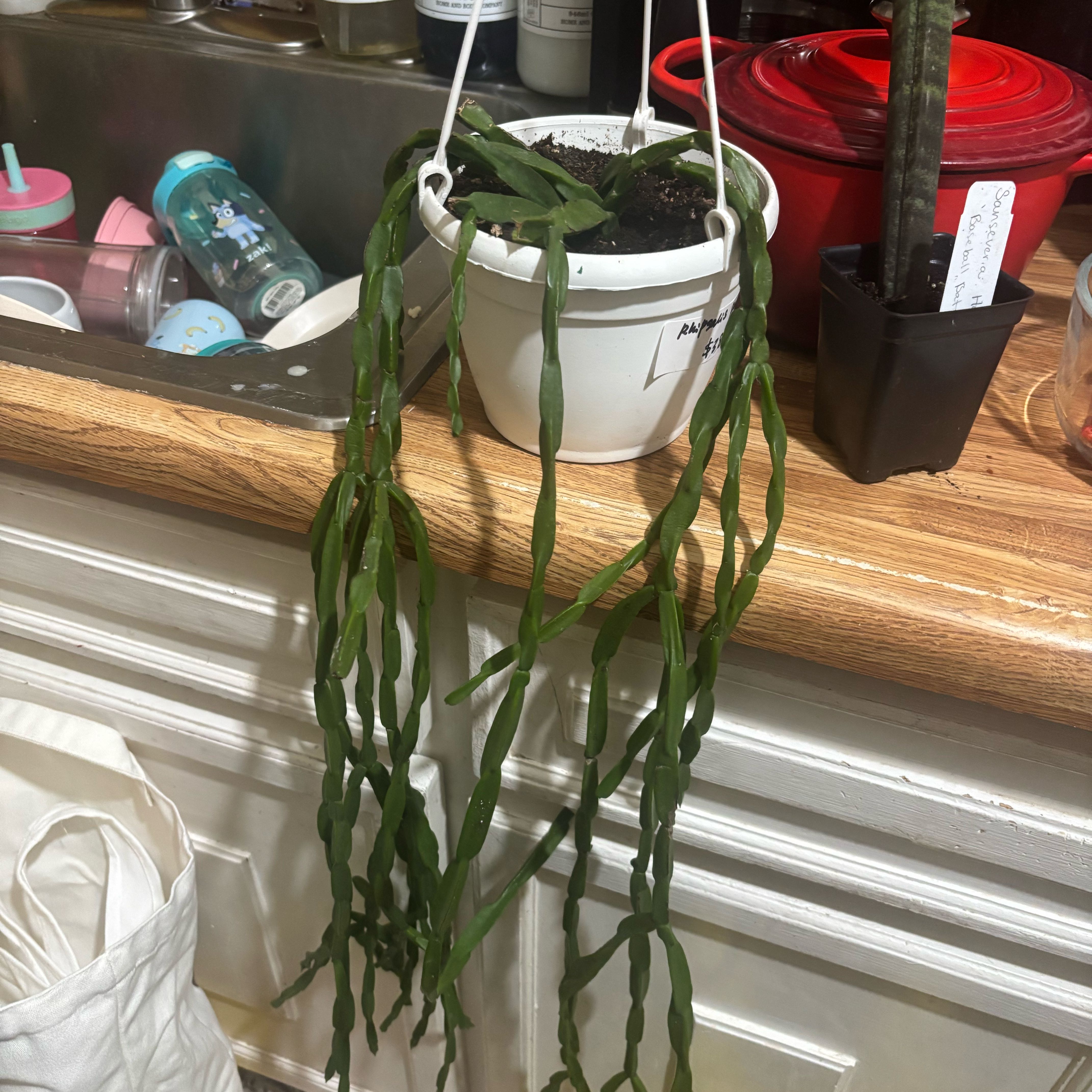 Photo of the plant species Rhipsalis paradoxa by @NobleBoneset24 named Paradox on Greg, the plant care app