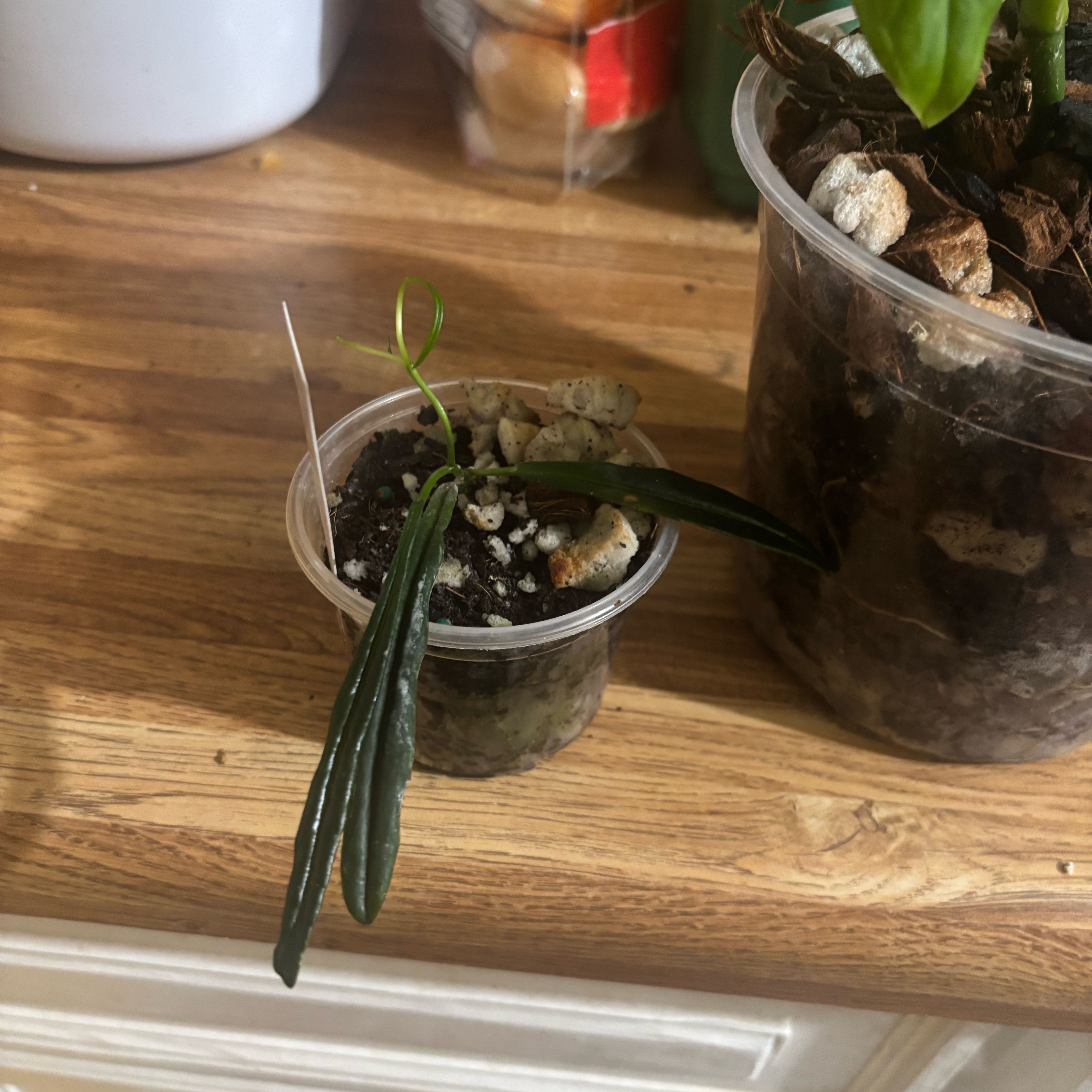 Photo of the plant species Hoya insularis by @NobleBoneset24 named Indie on Greg, the plant care app