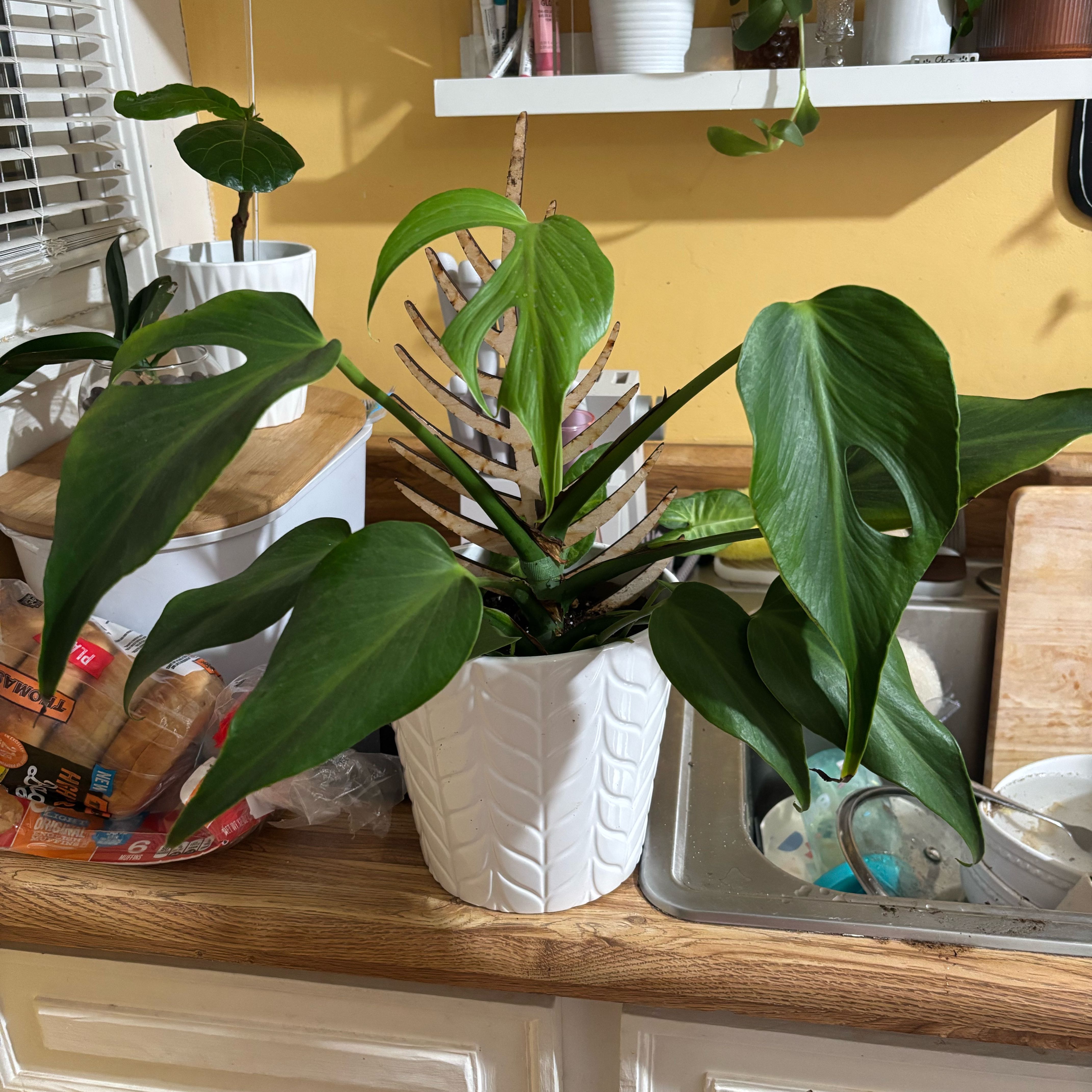 Photo of the plant species Monstera Burle Marx Flame by @NobleBoneset24 named Osmo on Greg, the plant care app