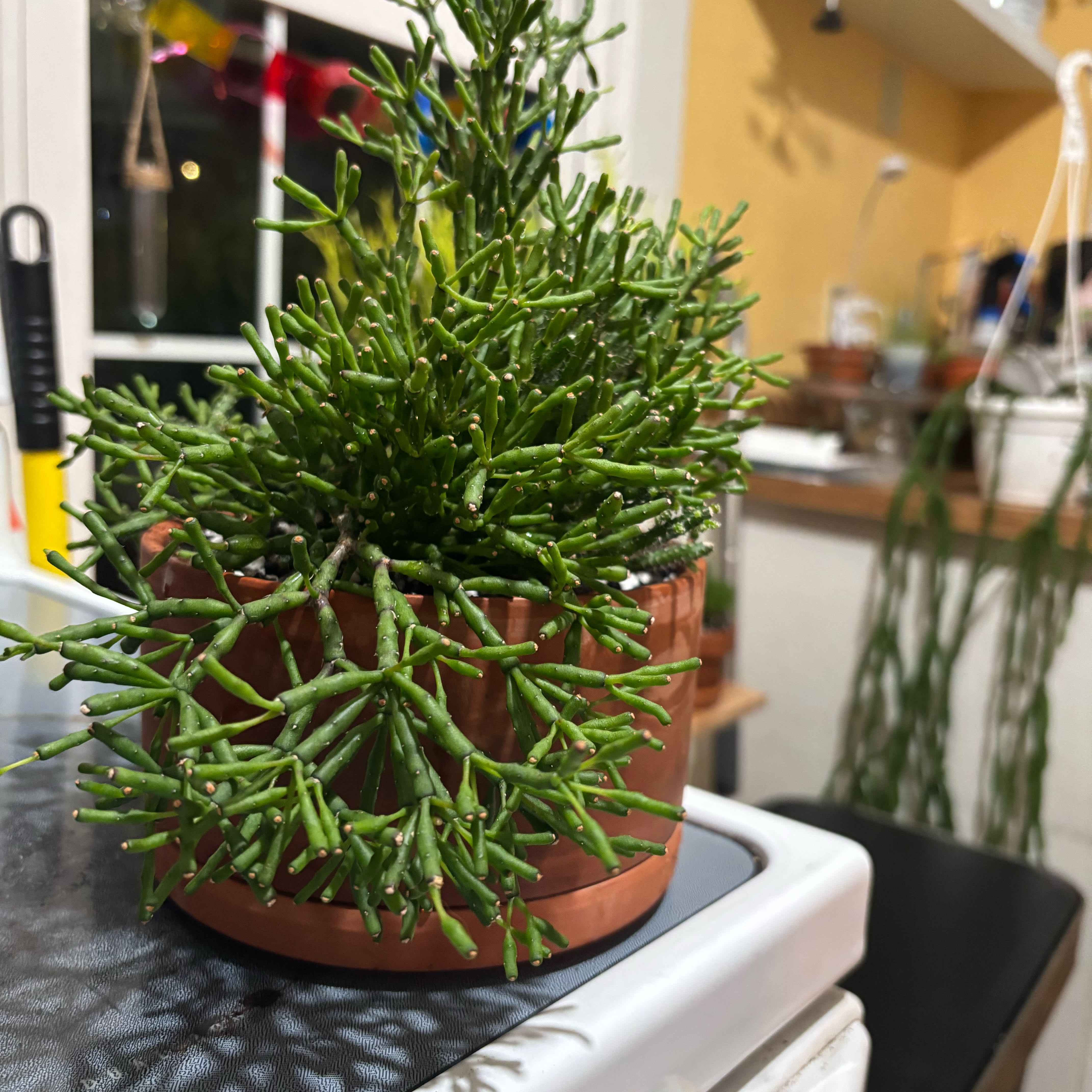 Photo of the plant species Rhipsalis baccifera by @NobleBoneset24 named ChloroPhil on Greg, the plant care app