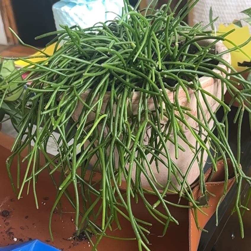 Photo of the plant species Rhipsalis Floccosa by @NobleBoneset24 named Queen on Greg, the plant care app