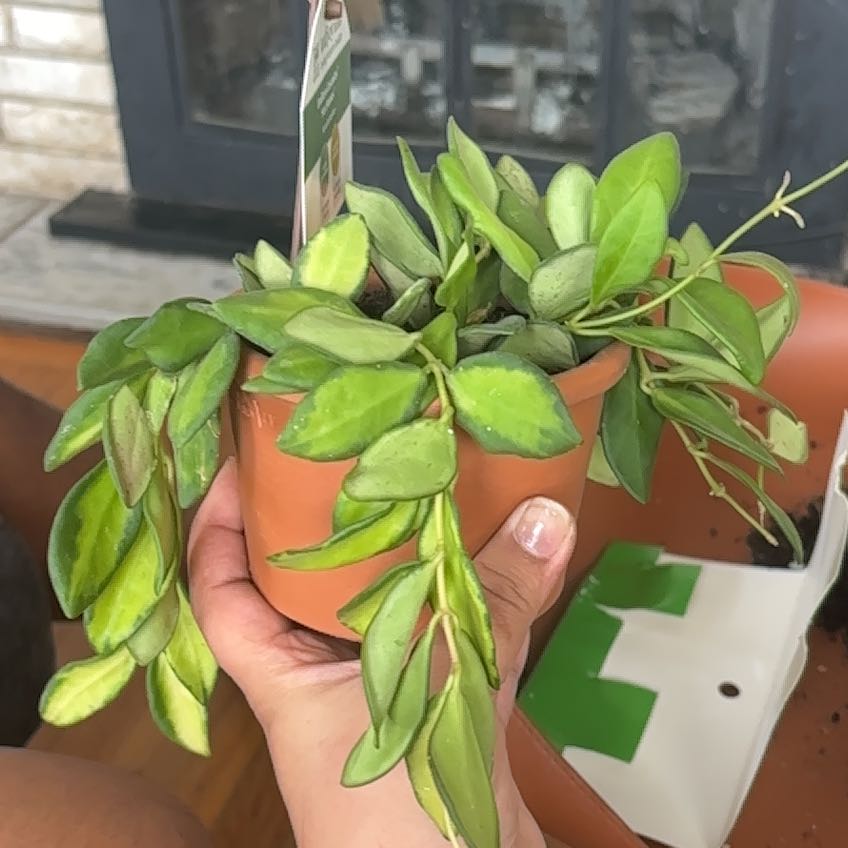 Photo of the plant species hoya burtoniae variegata by @NobleBoneset24 named Kobe on Greg, the plant care app