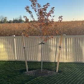 Photo of the plant species Autumn Blaze Maple by @OpulentCamellia named da Vinci on Greg, the plant care app