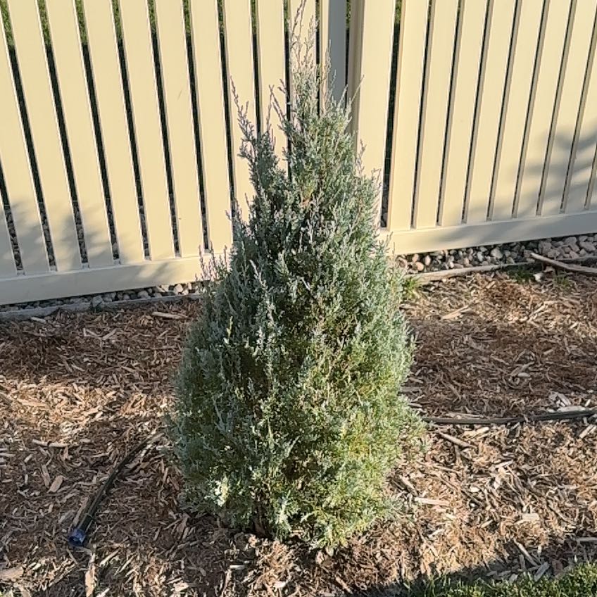 Photo of the plant species Wichita Blue Spruce by @OpulentCamellia named Curie on Greg, the plant care app