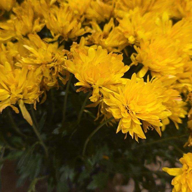 Photo of the plant species Mum by @HipIvy25 named Denali on Greg, the plant care app